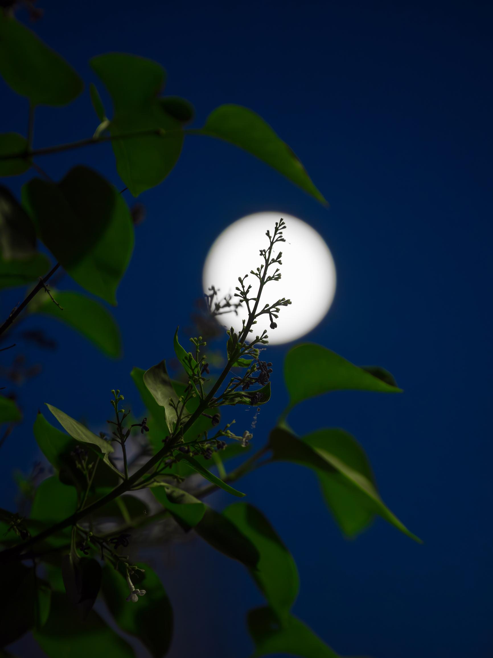 The lunar calendar can help home gardeners—here’s how to make the most of the moon’s phases in gardening