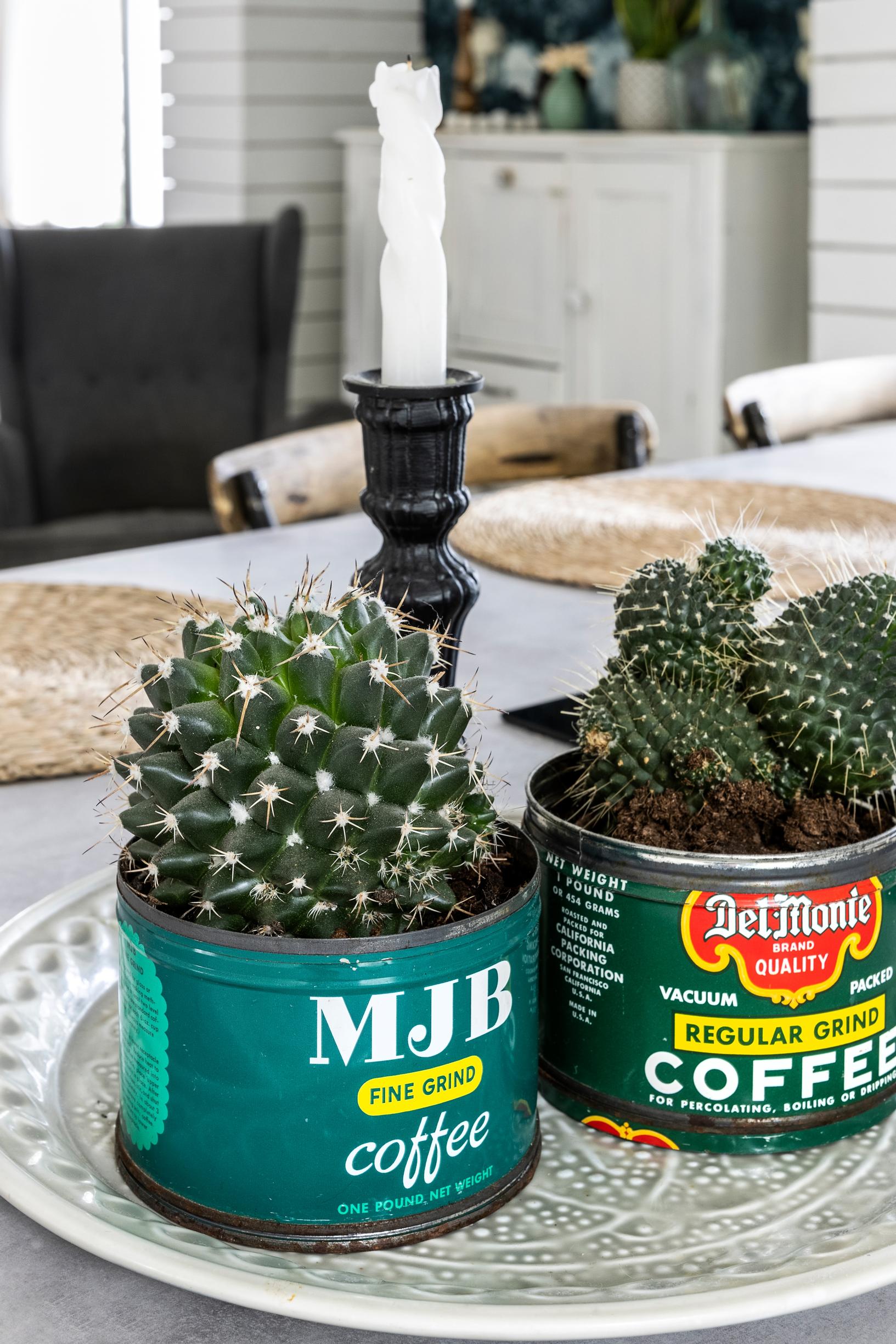 Old tin coffee cans used as planters for cacti