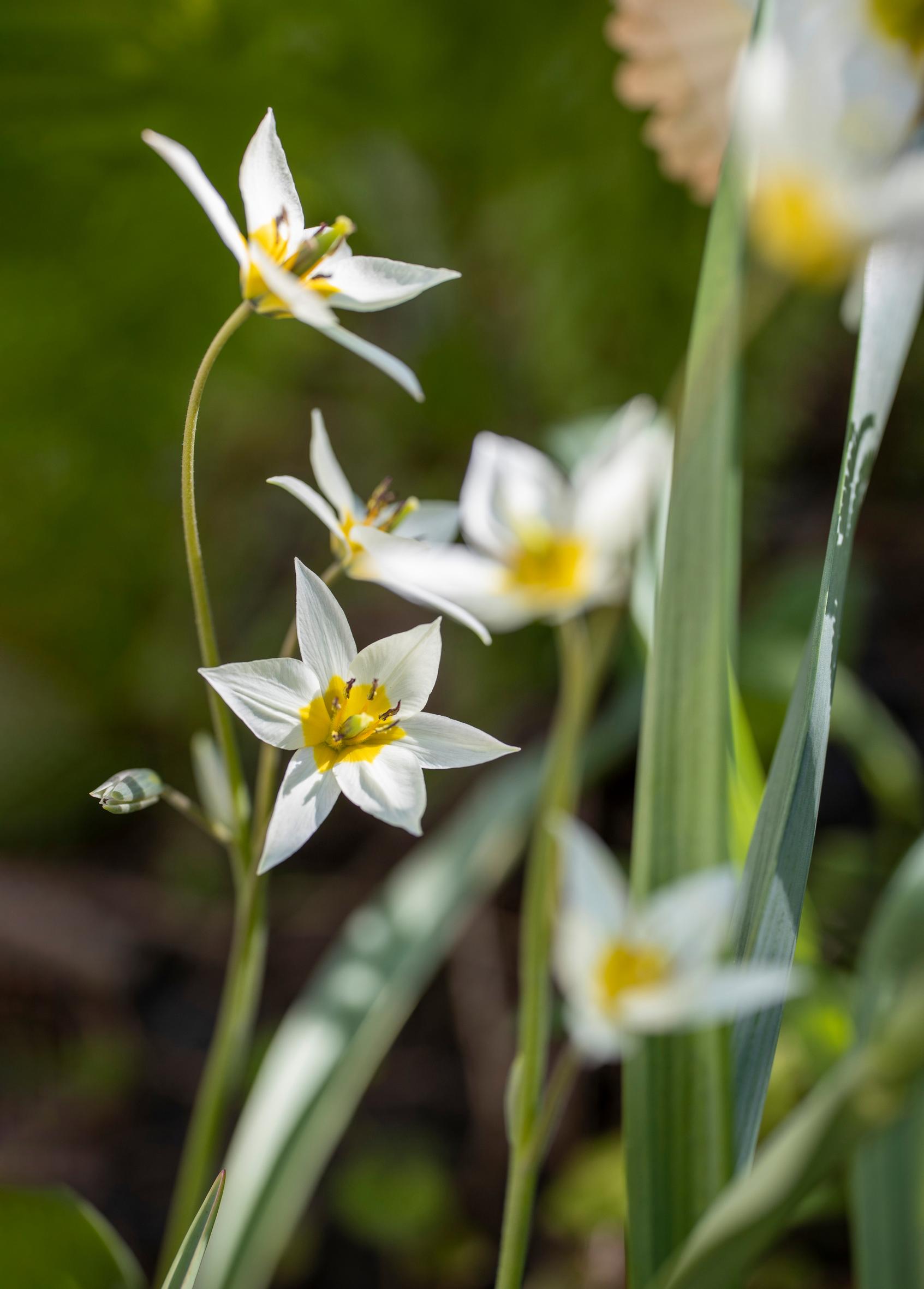 tulip facts: dwarf tulip