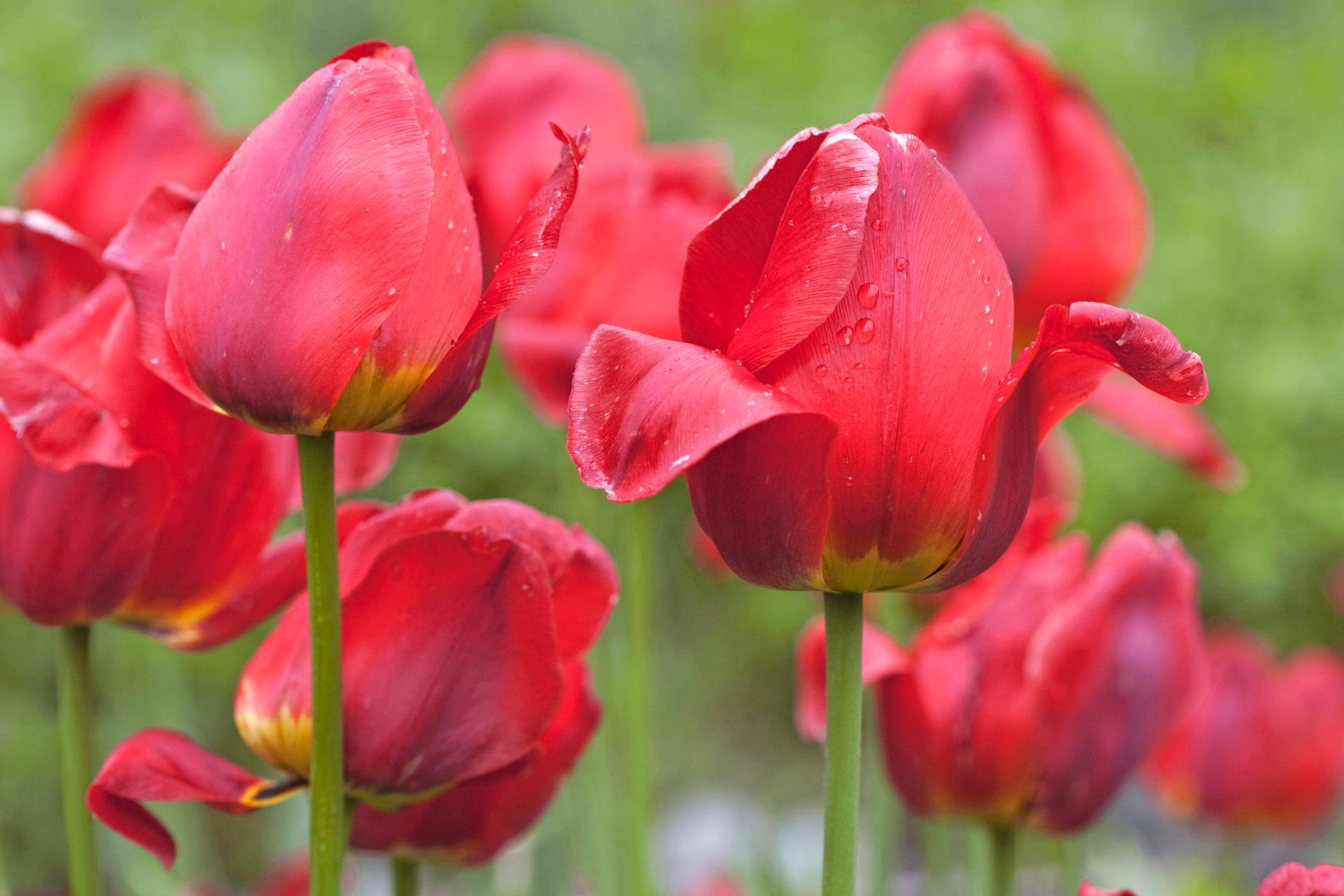 tulip facts: red tulips