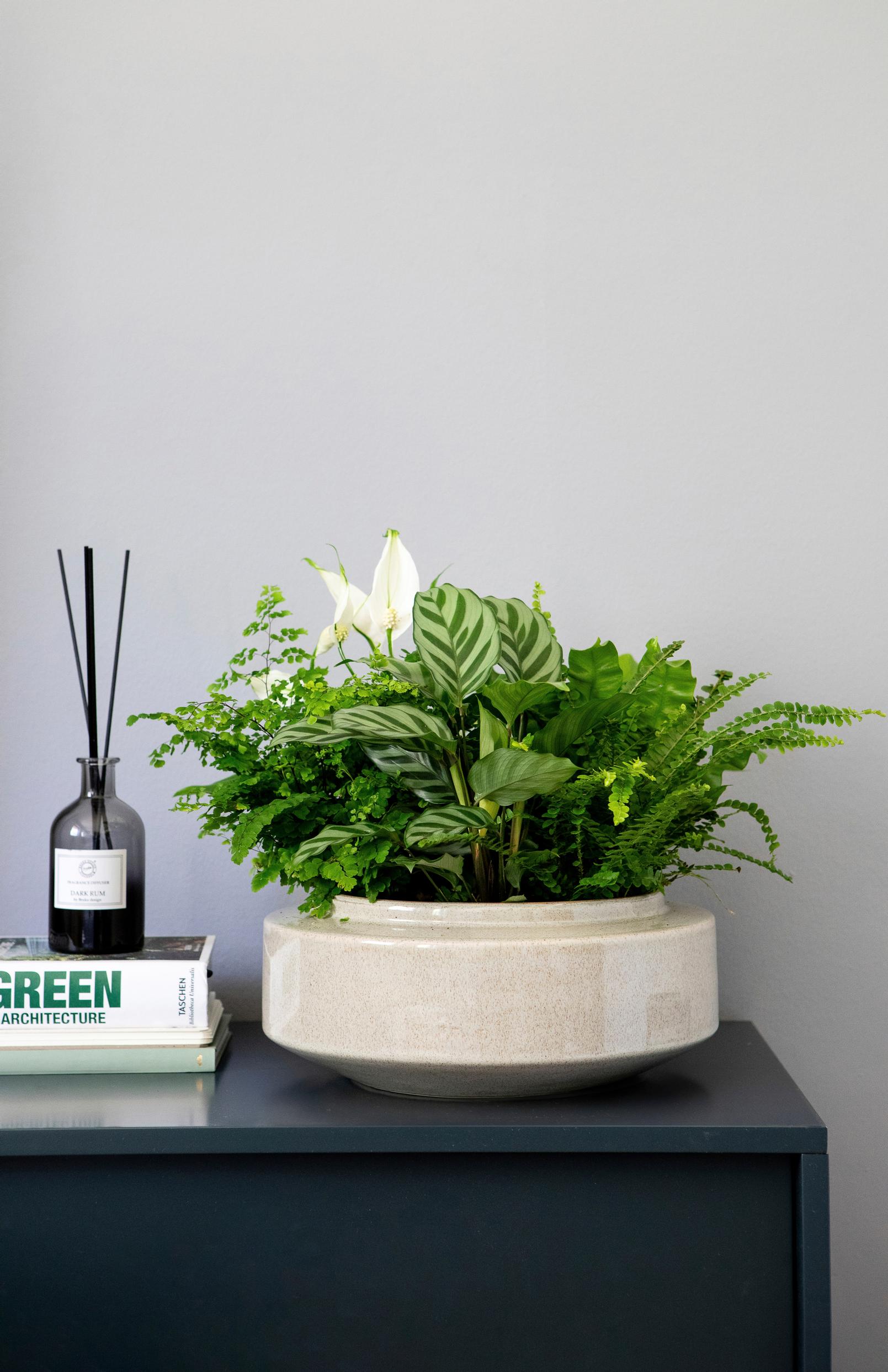 Different houseplants in one pot