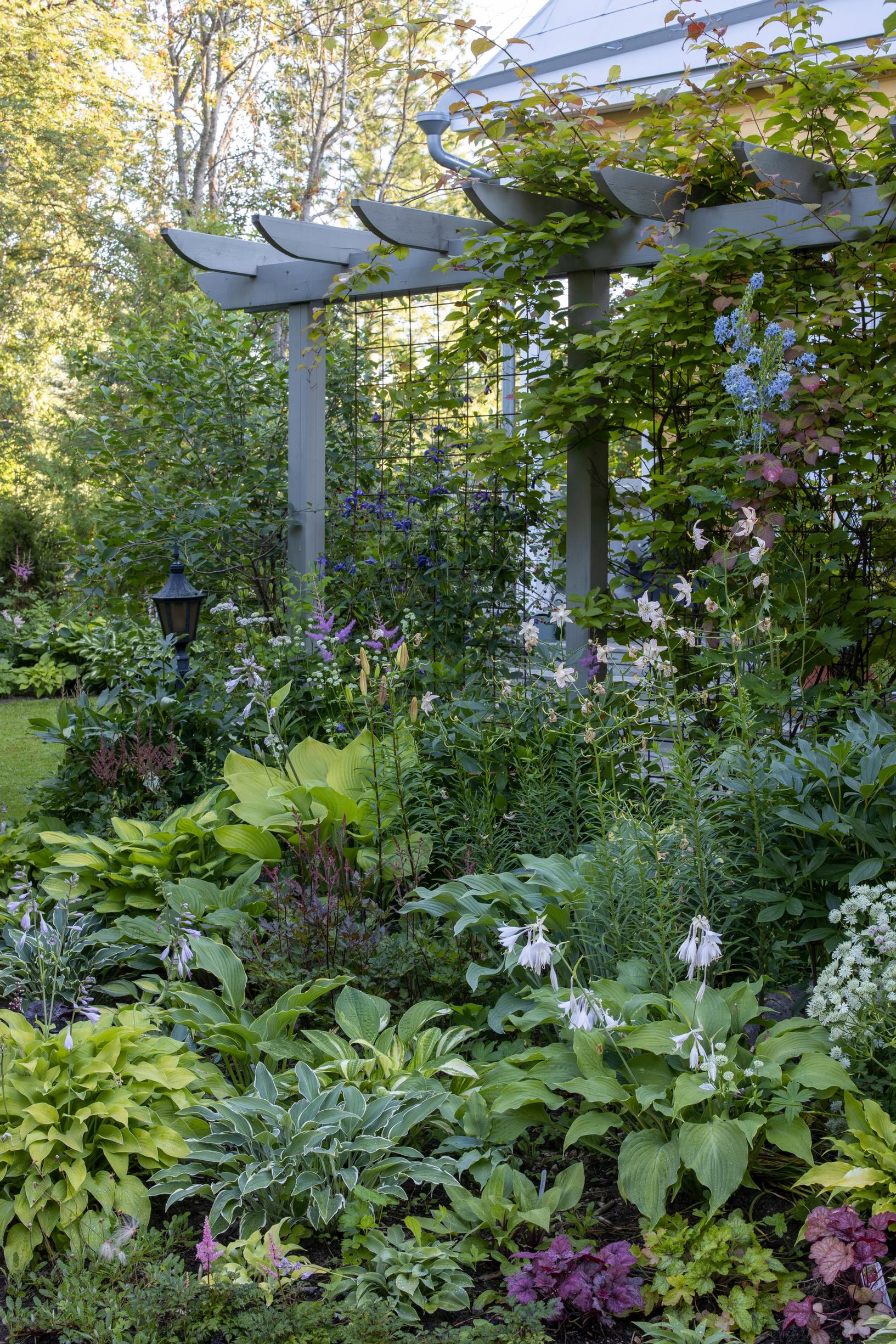the garden of an old villa in Oulu: hostas