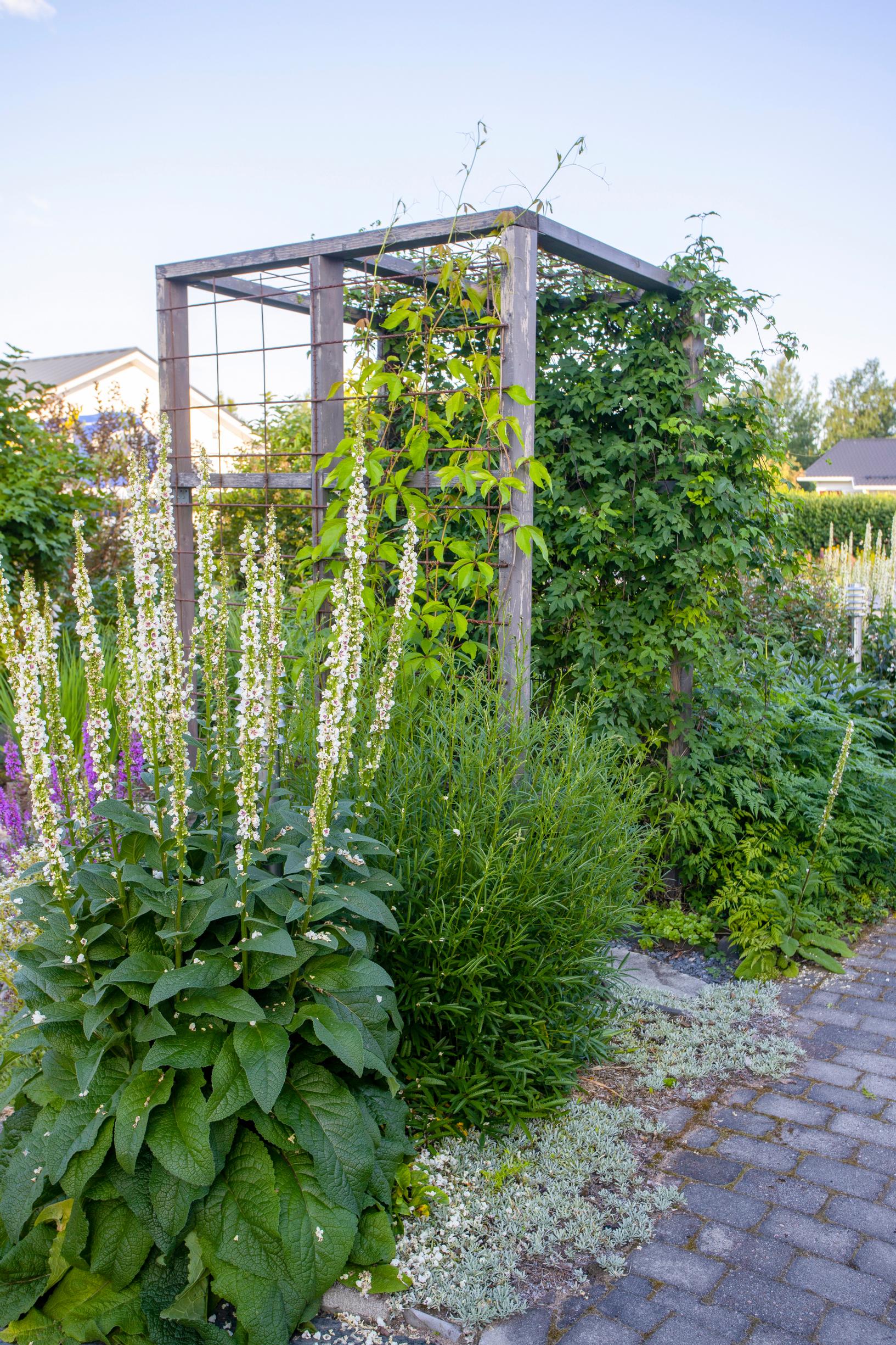 mullein and shiny burnet