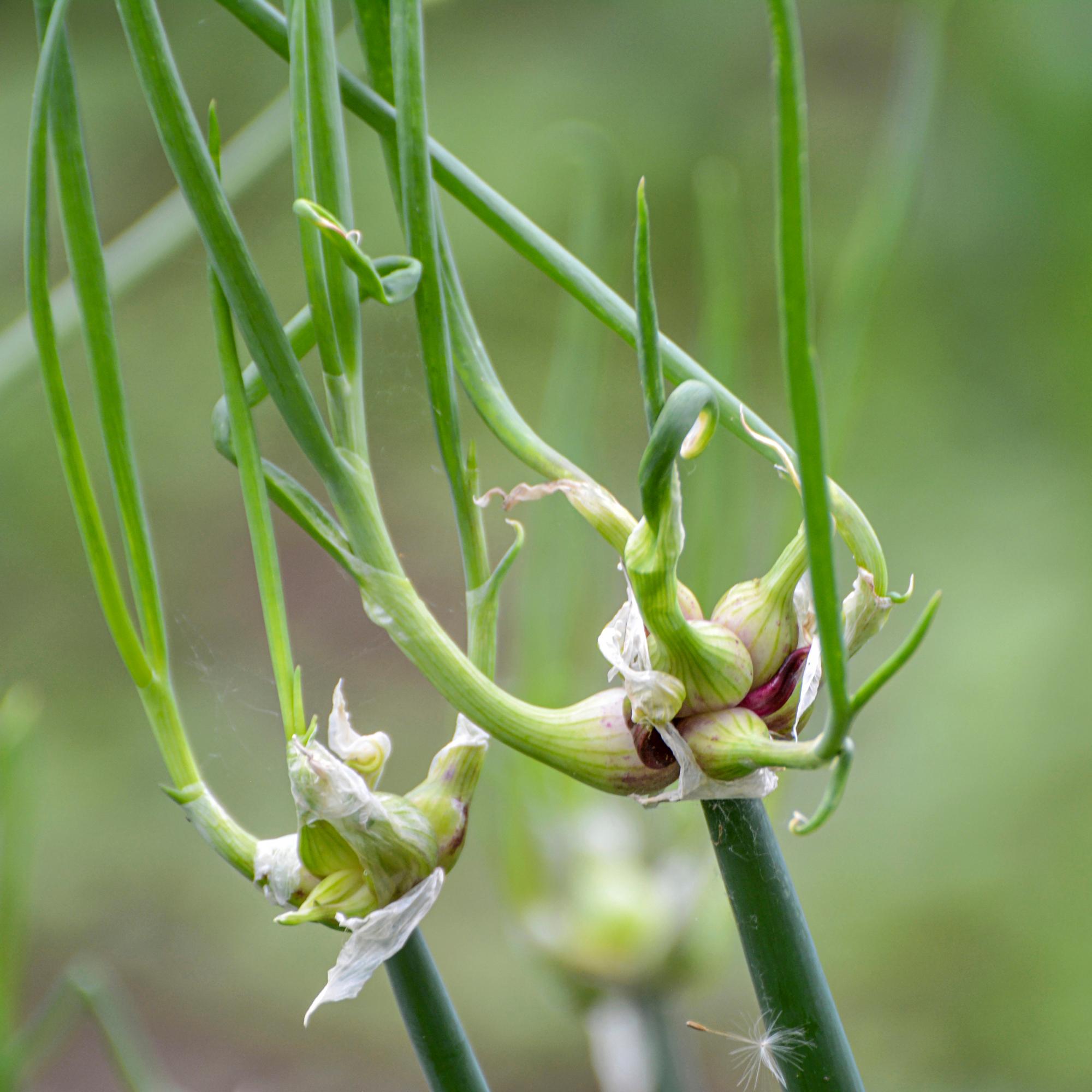 Tree onion: the sculptural, easy-care onion for harvests from spring to fall