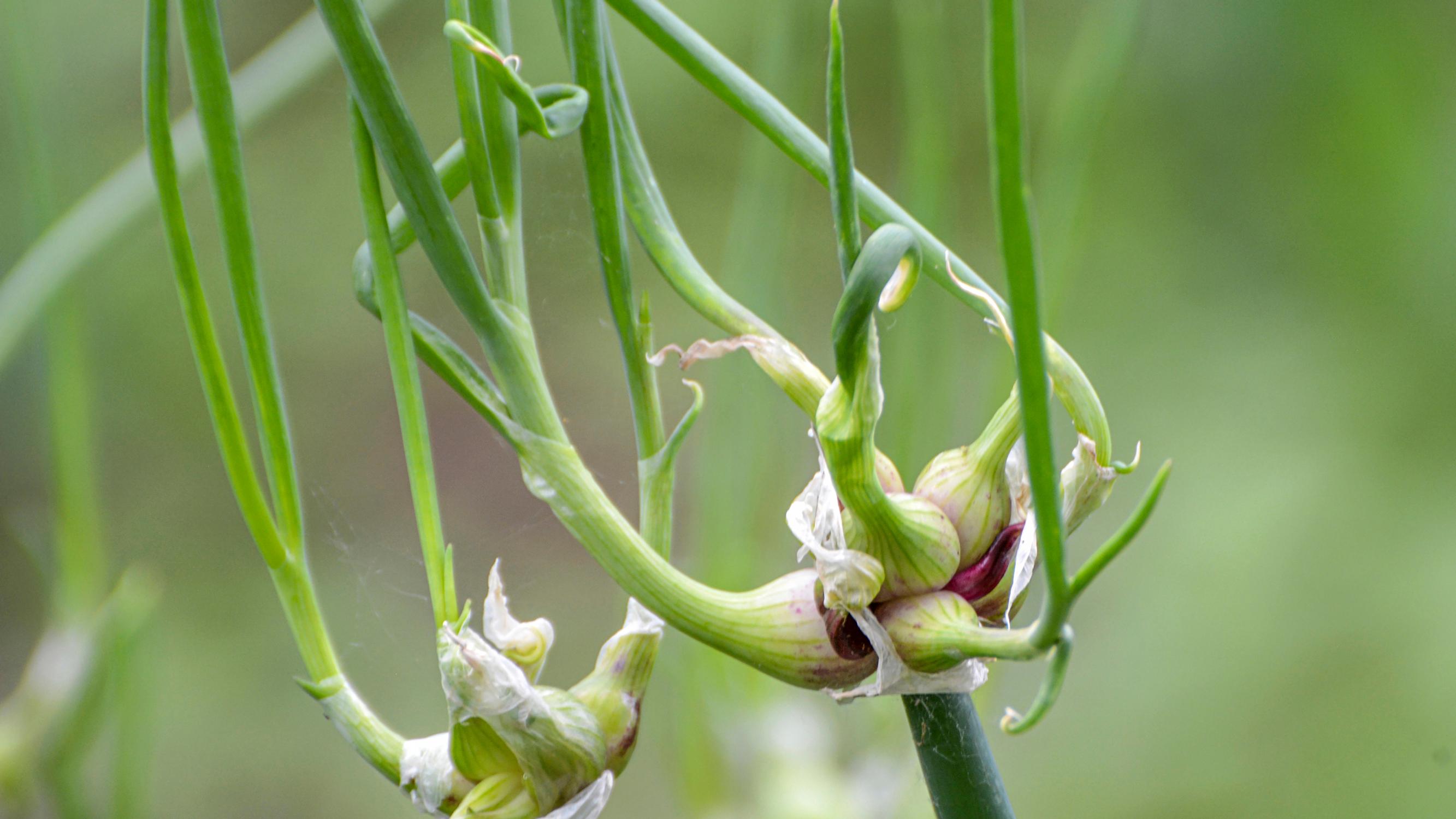Tree onion: the sculptural, easy-care onion for harvests from spring to fall