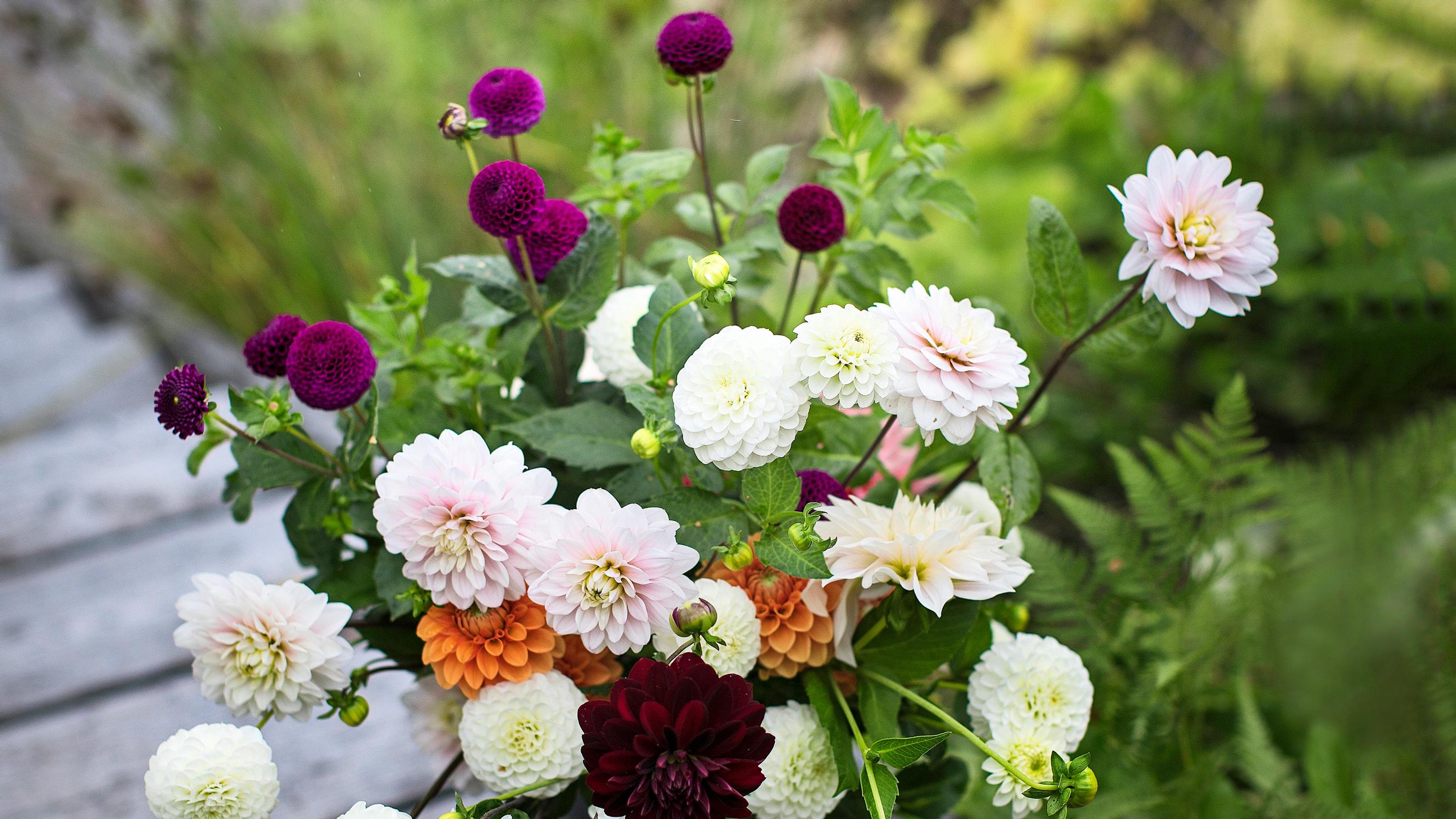 Growing dahlias for cut flowers—Check out these 18 tips for spectacular bouquets from your own yard