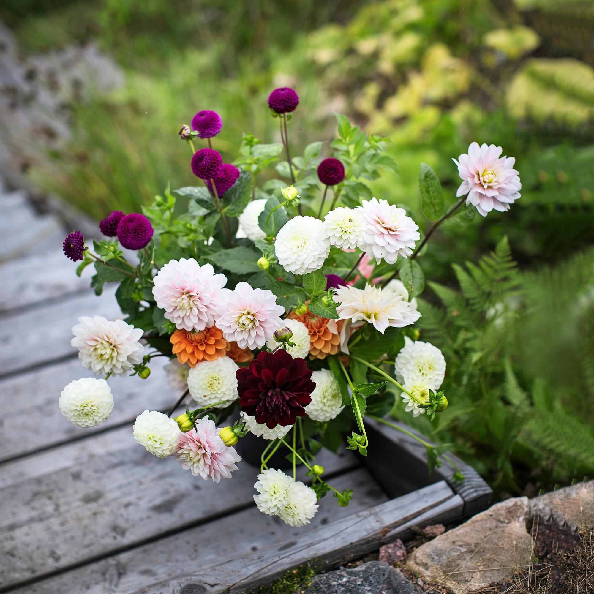 Growing dahlias for cut flowers—Check out these 18 tips for spectacular bouquets from your own yard