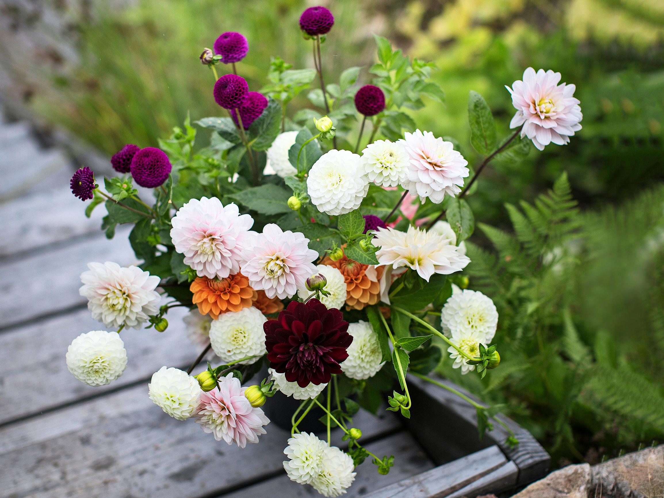 Growing dahlias for cut flowers—Check out these 18 tips for spectacular bouquets from your own yard