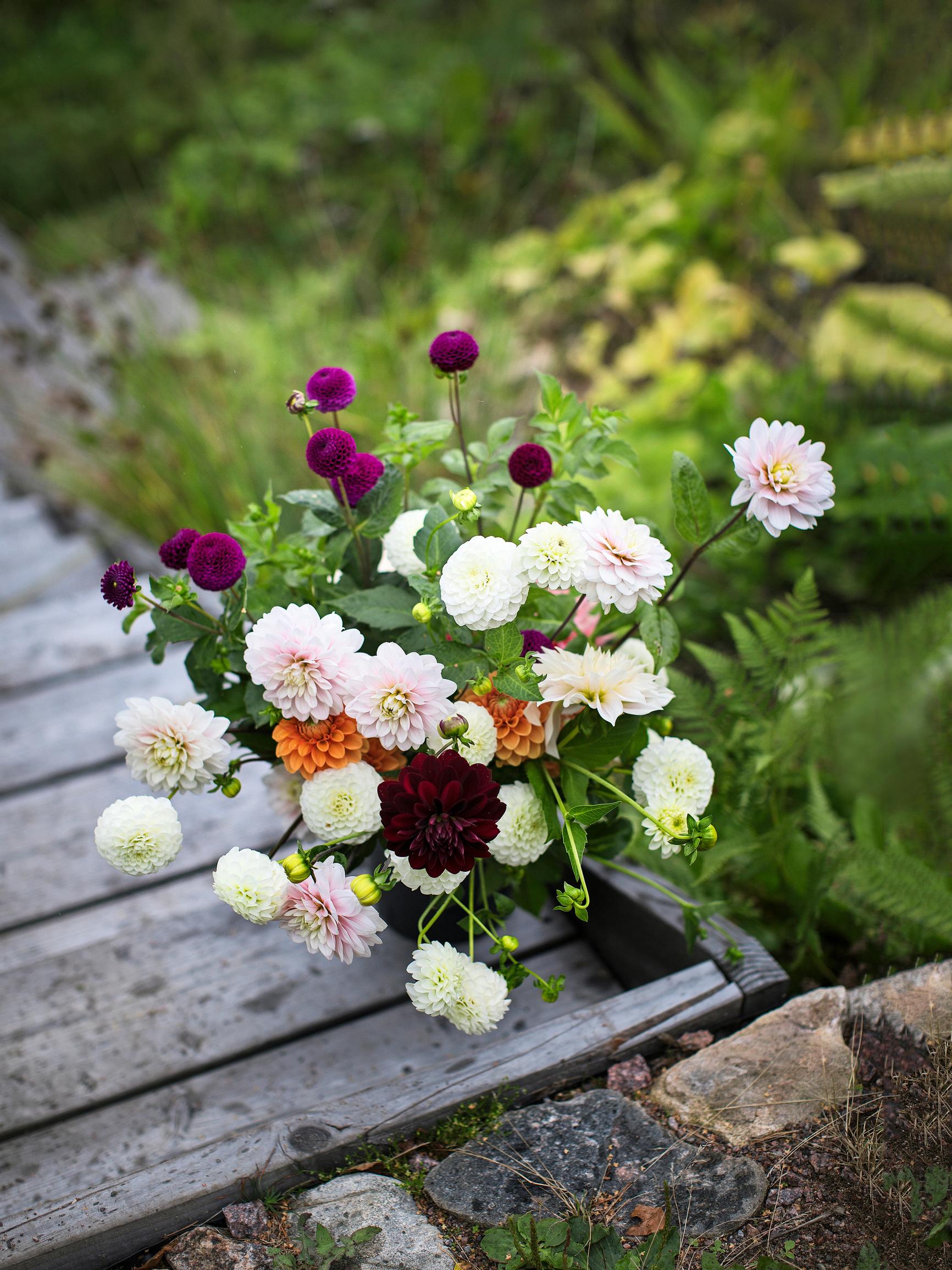 Growing dahlias for cut flowers—Check out these 18 tips for spectacular bouquets from your own yard