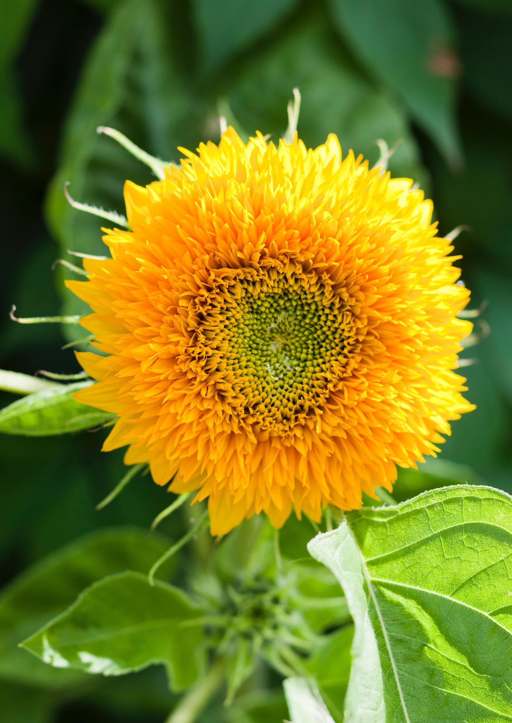 how to care for sunflowers: ‘Teddy Bear’