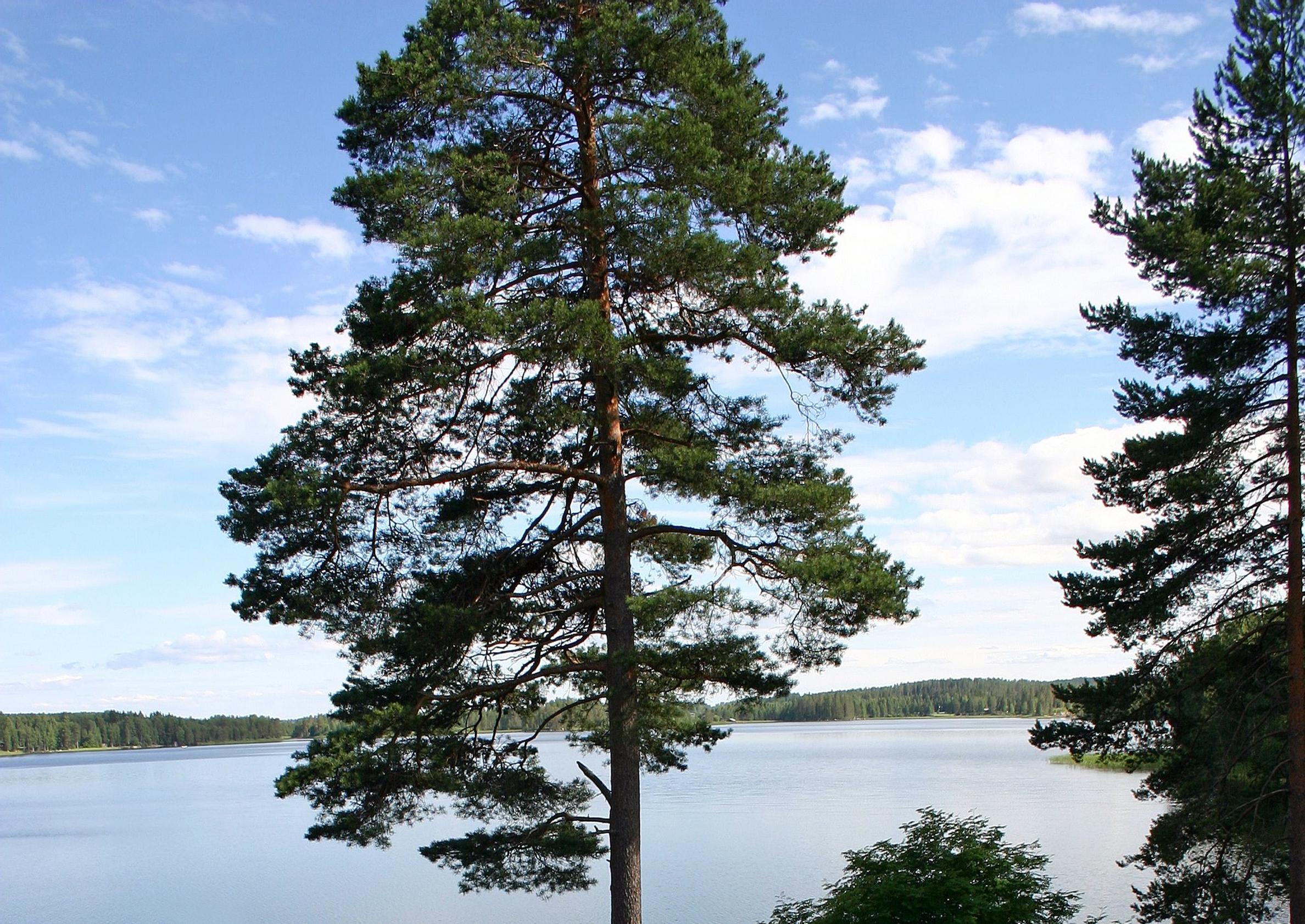 Pine in a lakeside view