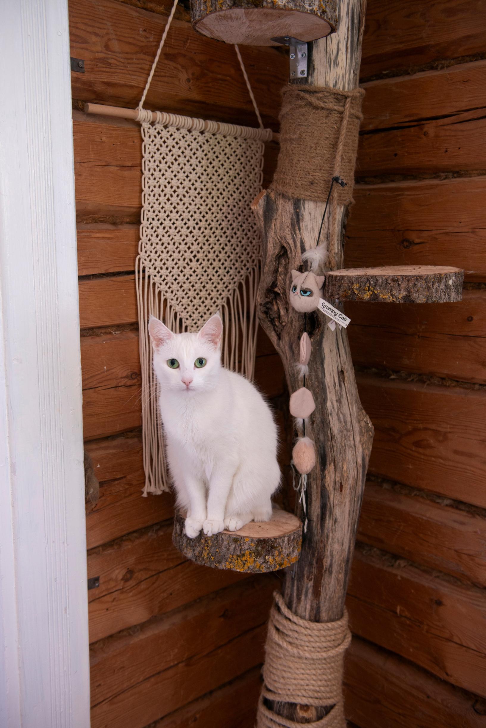 Homemade cat climbing tree