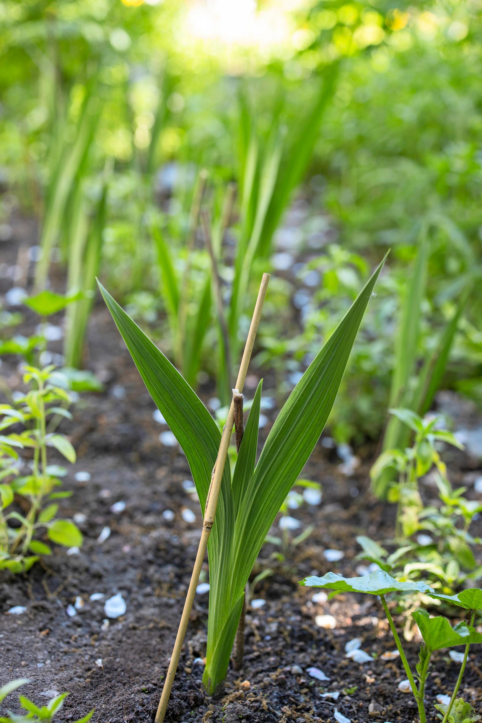 Pre-sprouting gladiolus: support the gladiolus seedling with a stake or string.