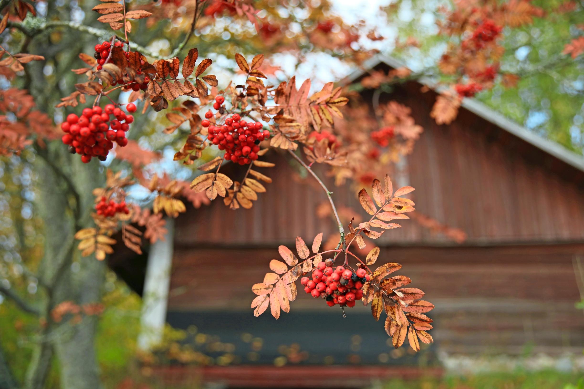 Rowan tree in autumn