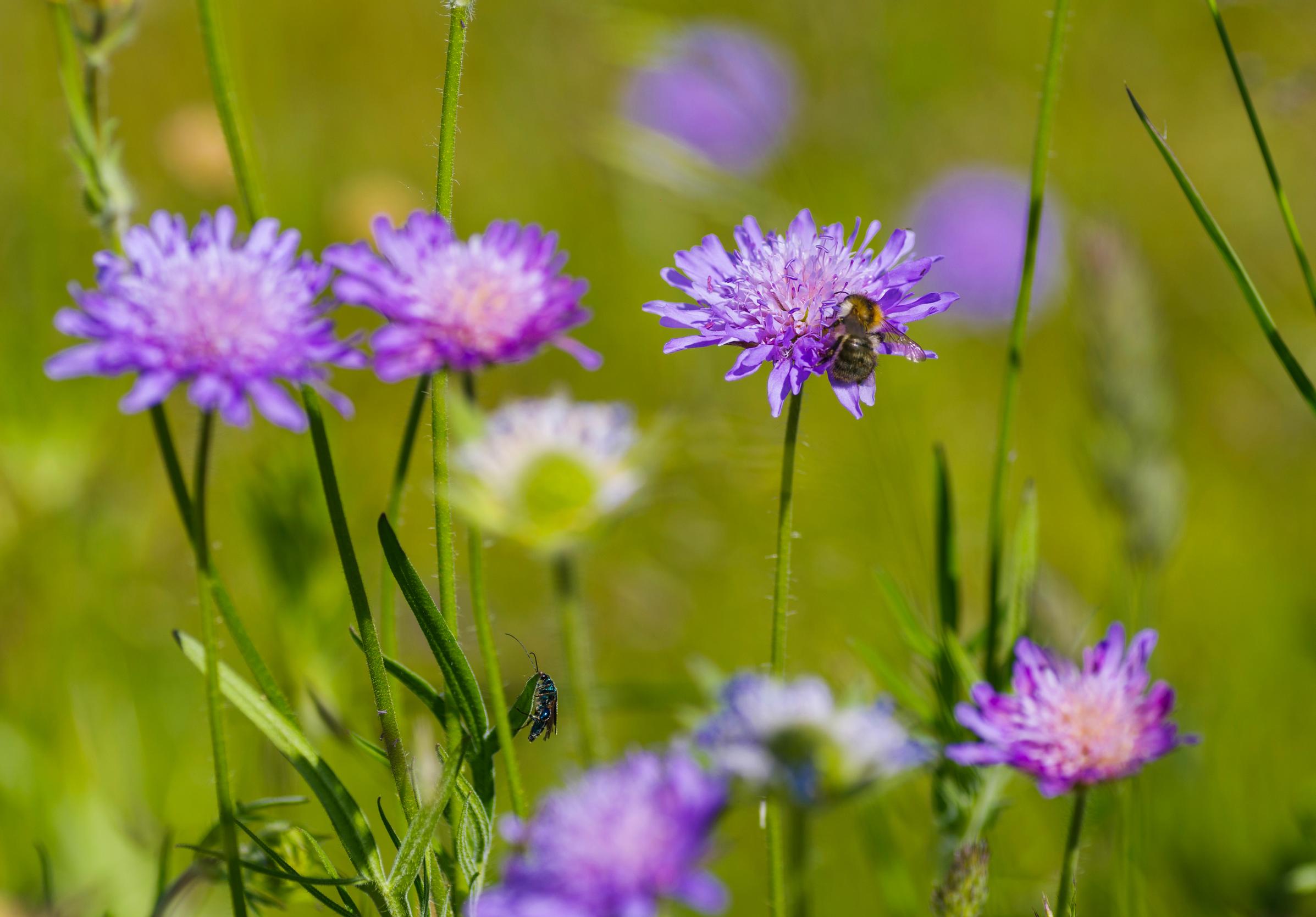 Field scabious attract pollinators.