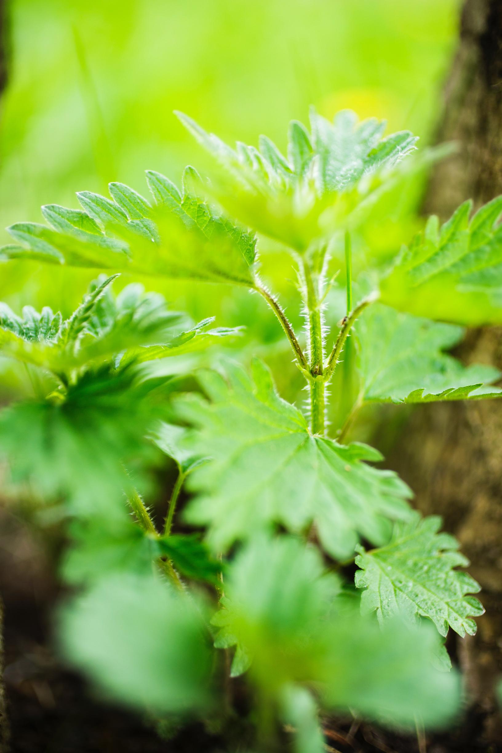 Nettle might surprise you with its versatility—here’s how to make the most of this gem in the kitchen, garden, and beauty!