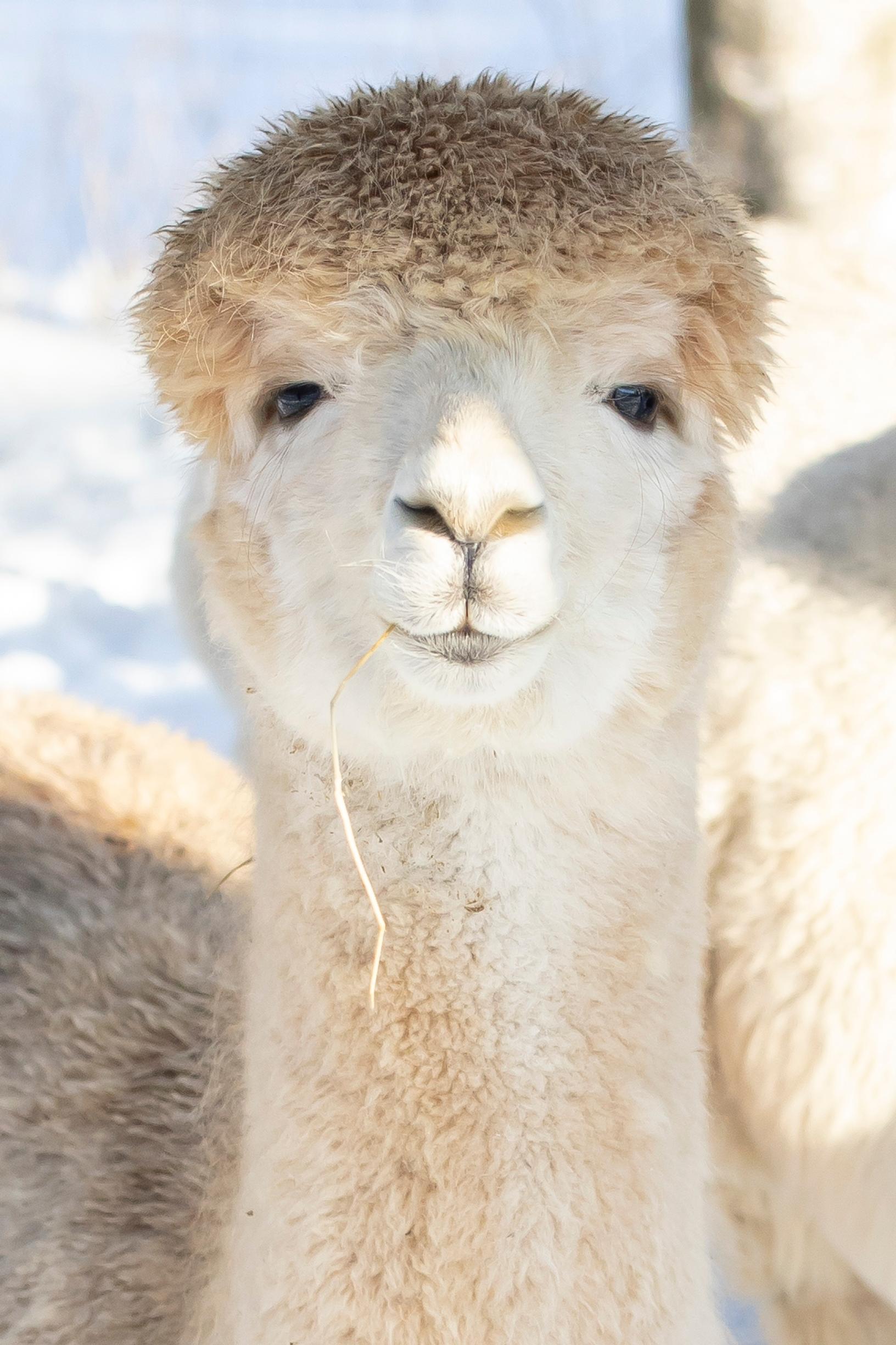 A light-colored alpaca