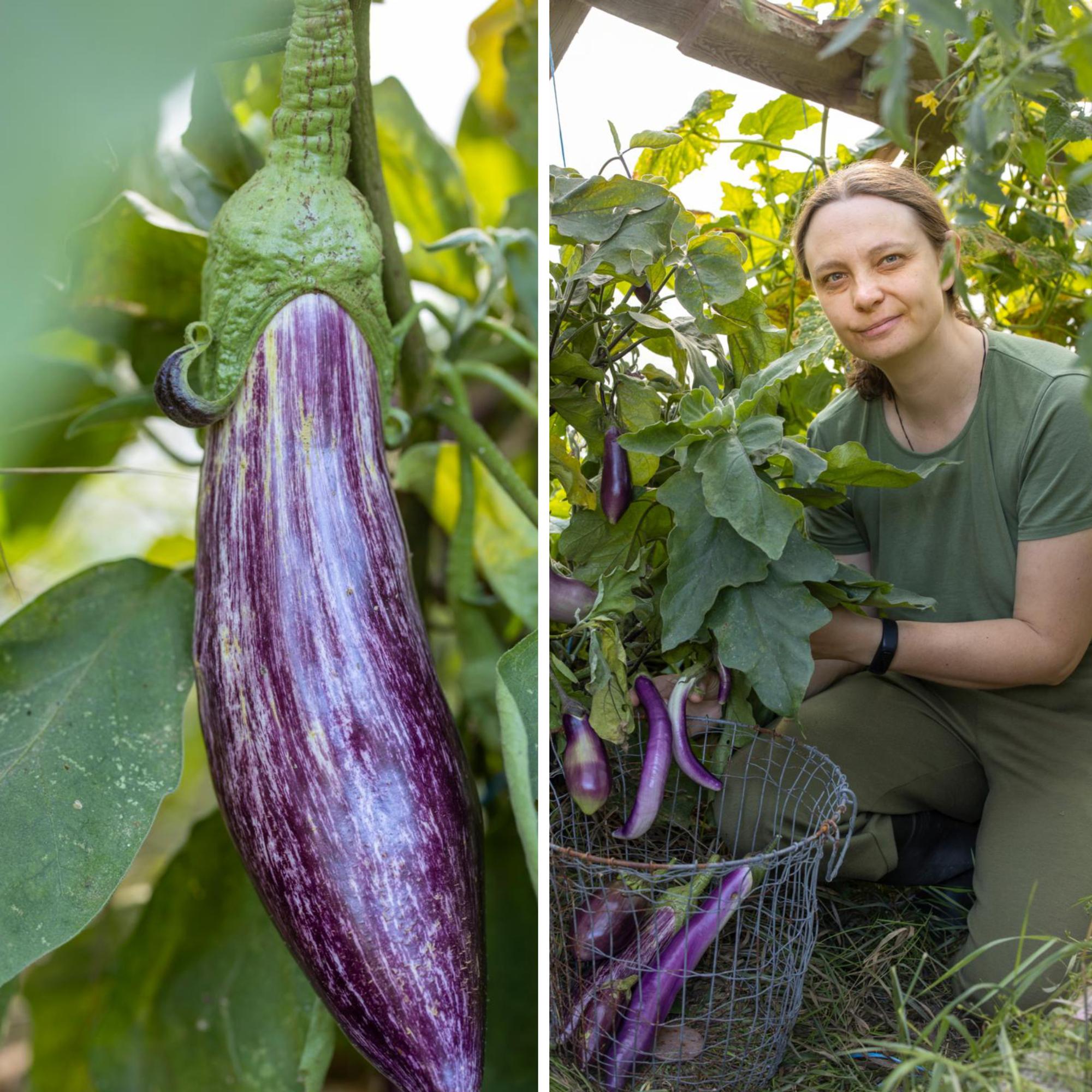 A bountiful eggplant harvest ripens in Jonna’s greenhouse: “In my experience, hydroponics multiplies yields”