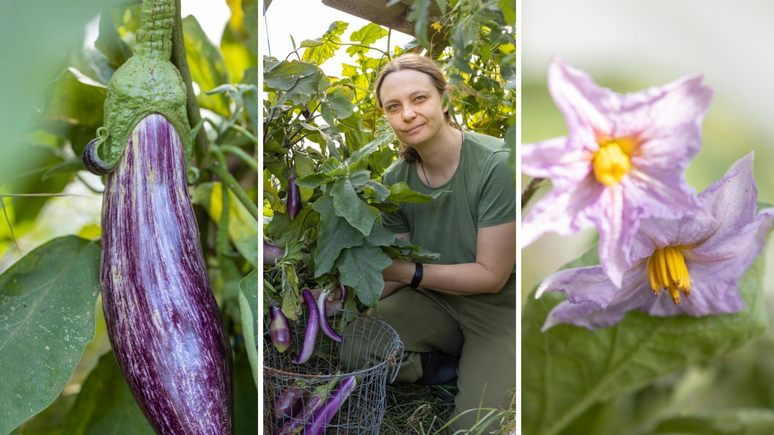A bountiful eggplant harvest ripens in Jonna’s greenhouse: “In my experience, hydroponics multiplies yields”