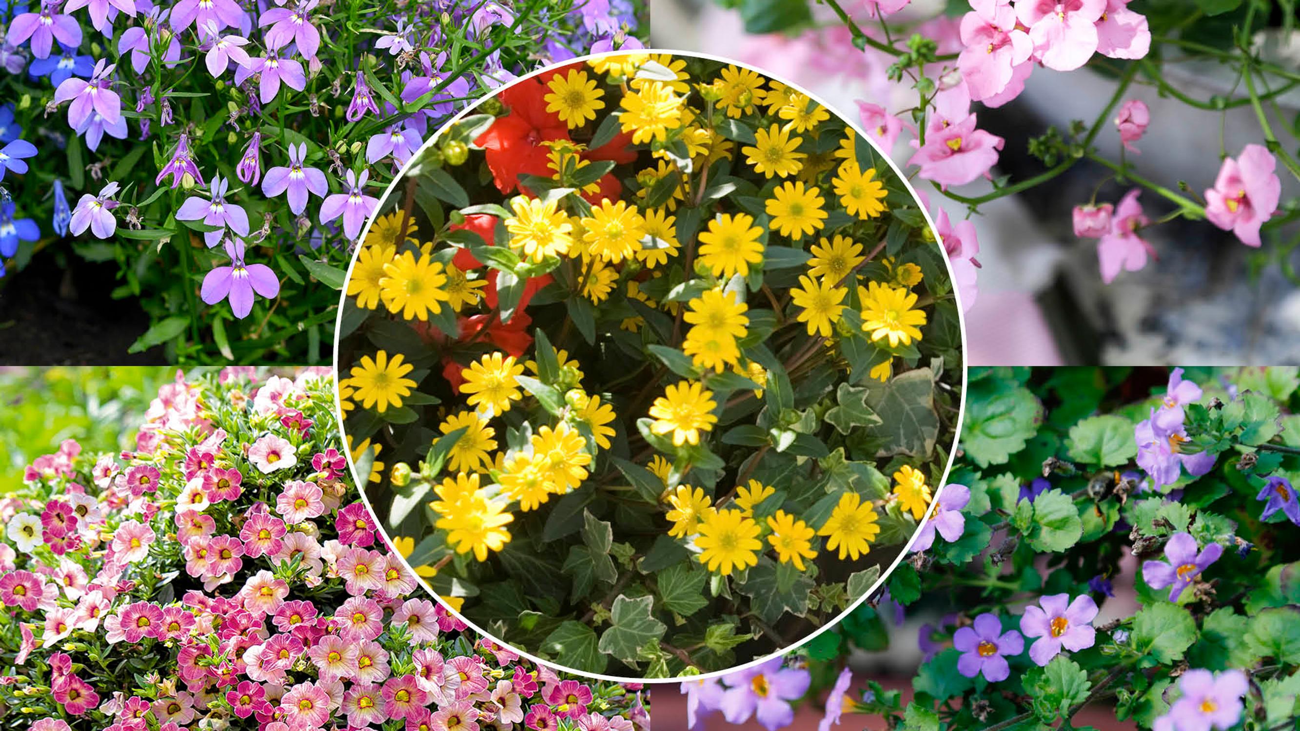 Summer flowers that don’t need deadheading: 8 spectacularly blooming plants to make gardening easier