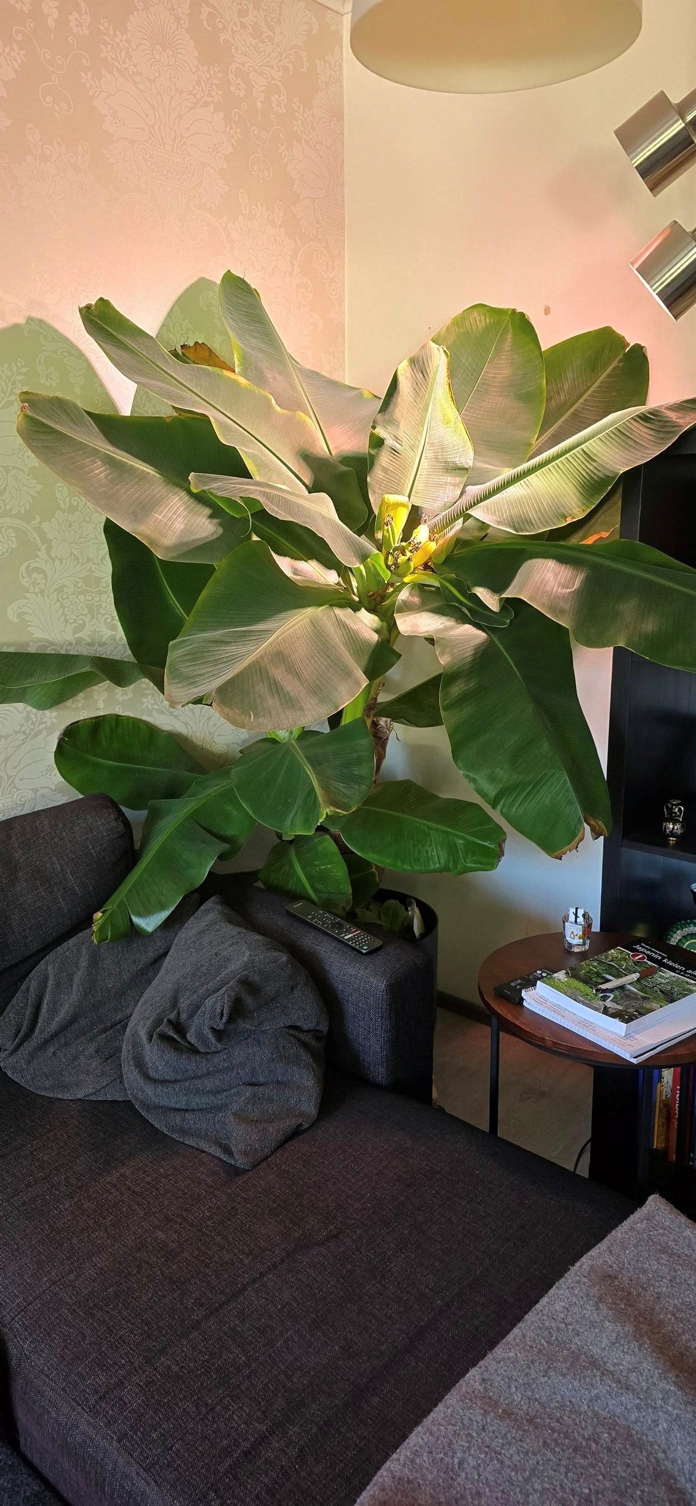 Banana houseplant that produced fruit