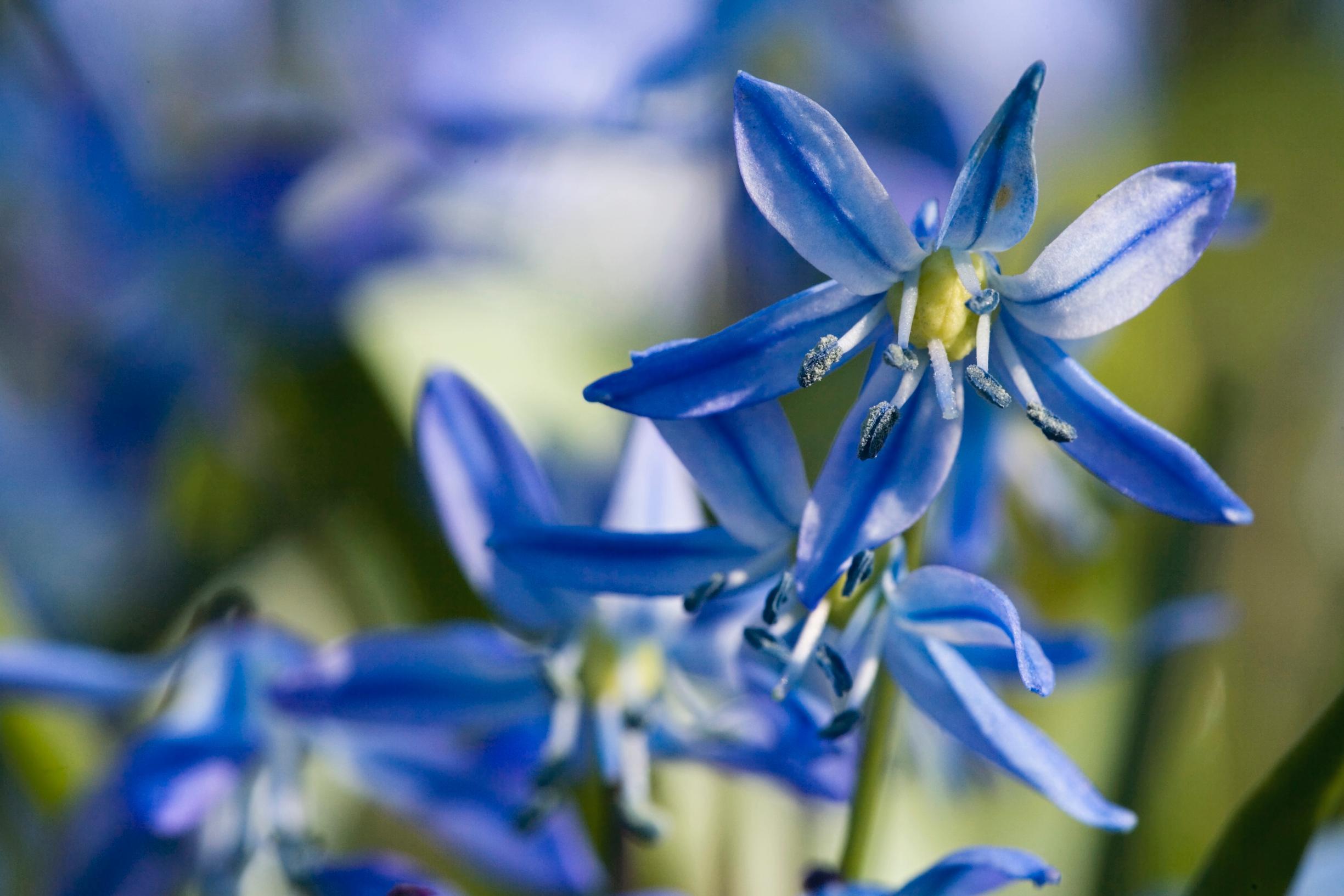 first flowers of spring