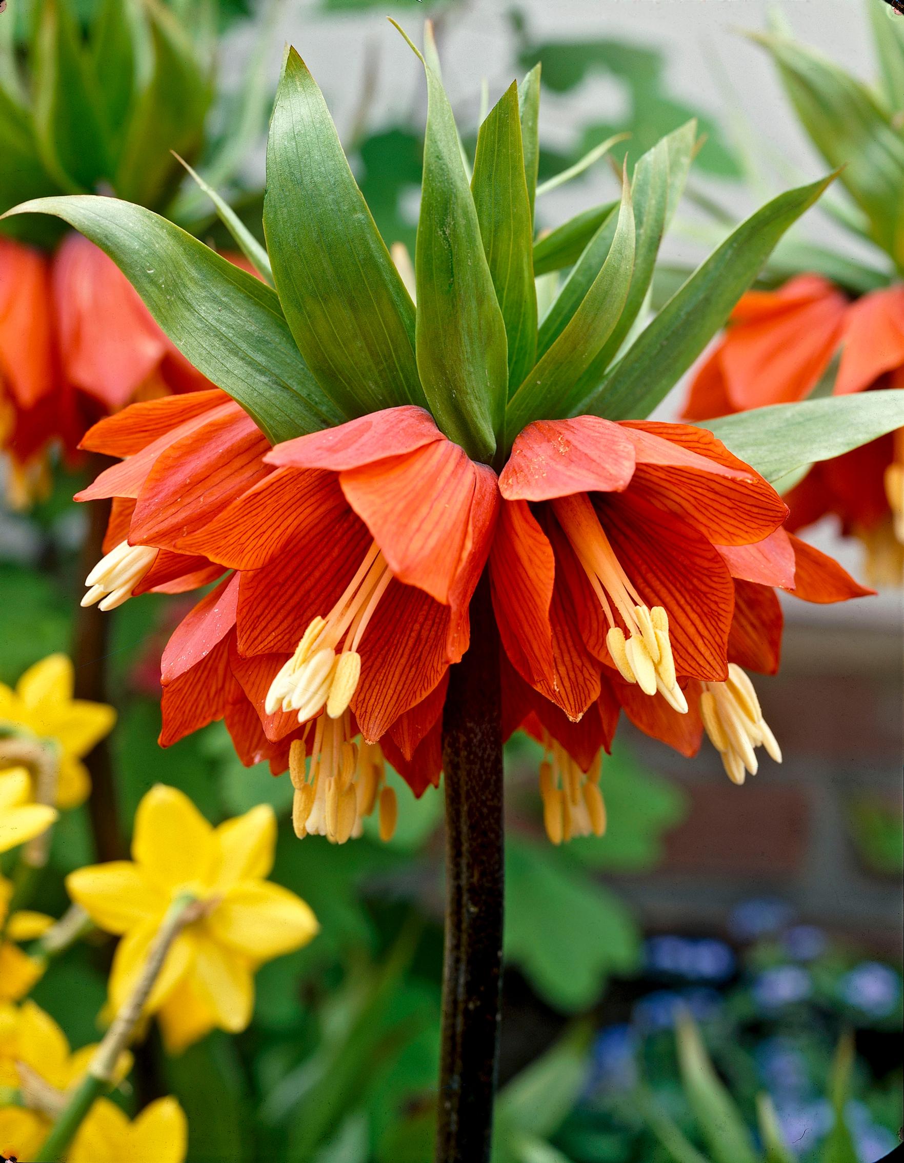 Crown imperial ’Rubra’