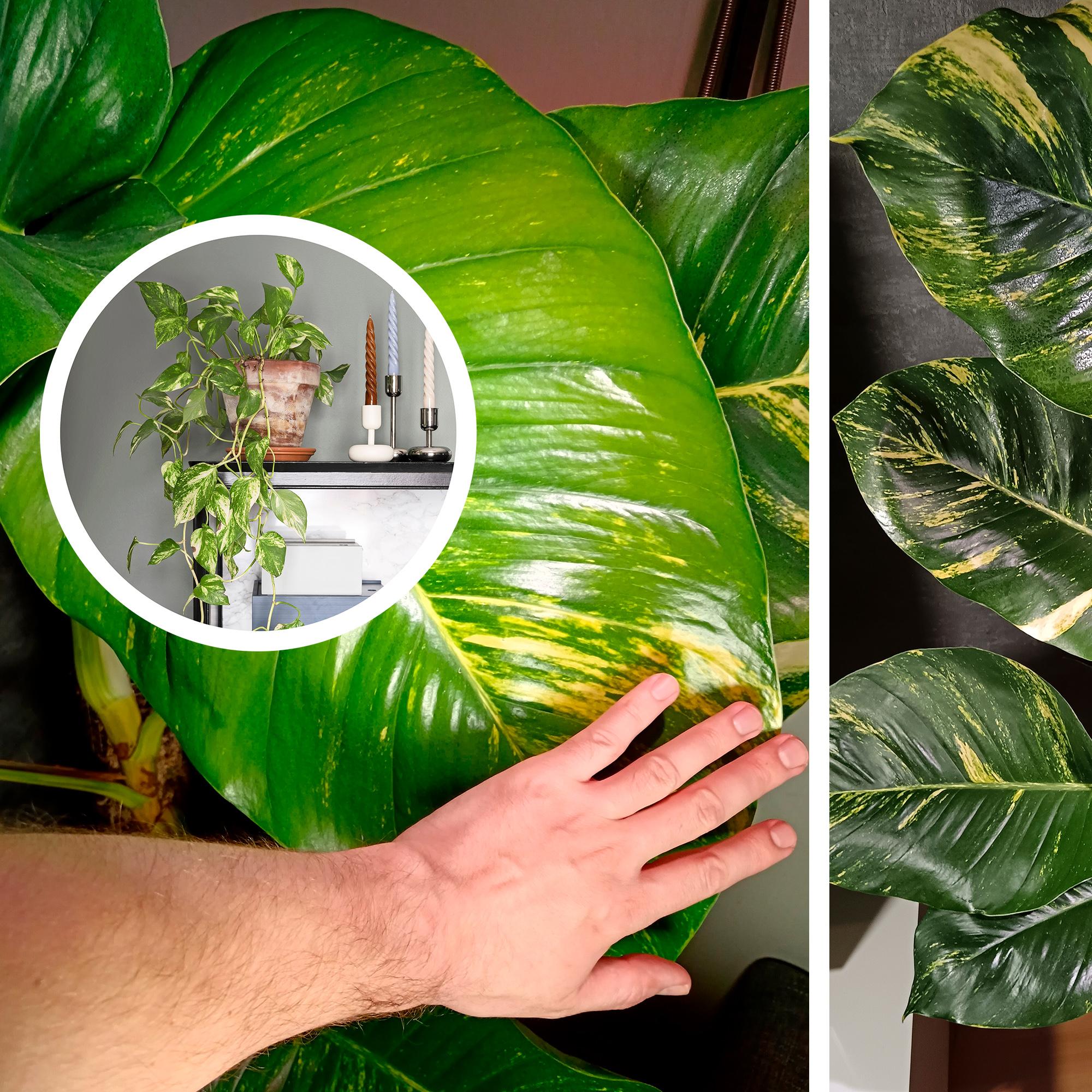 This golden pothos grows massive leaves—and no, it’s not about light or nutrients
