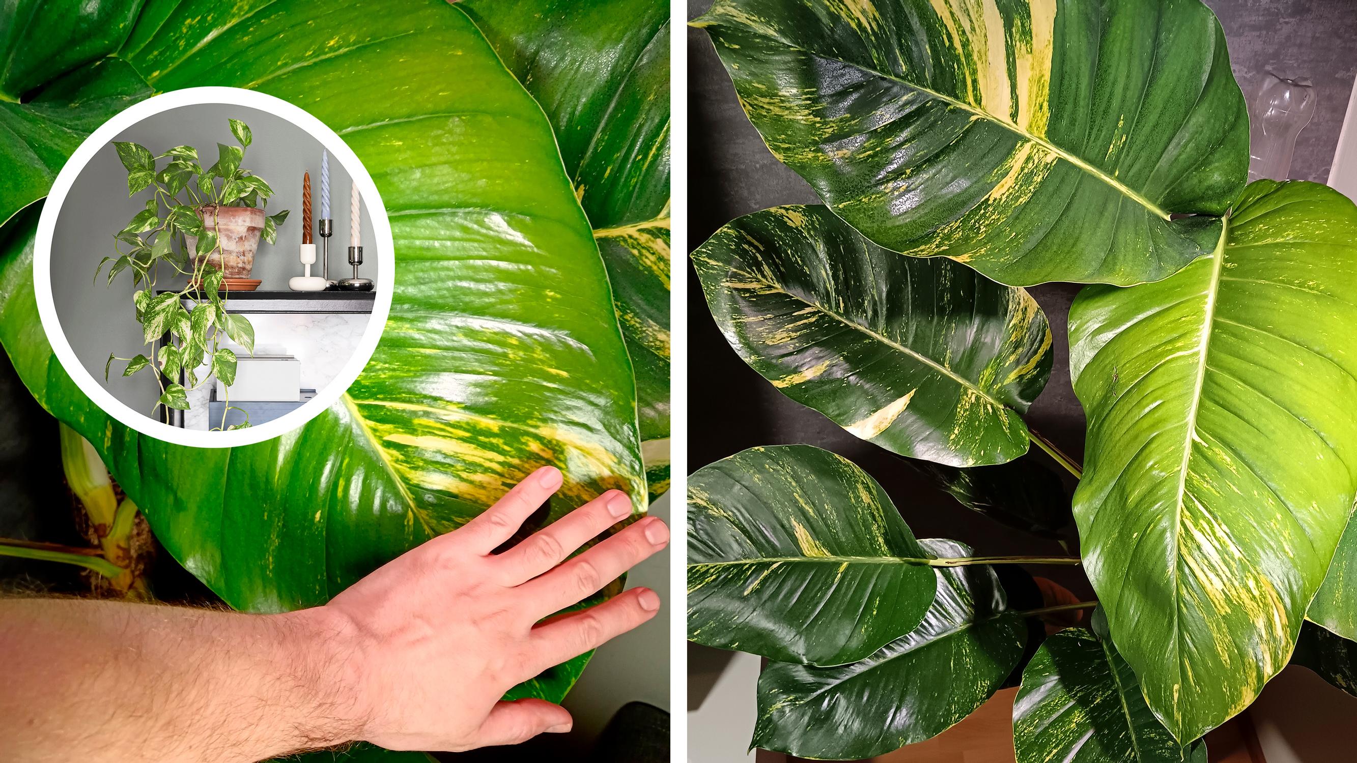 This golden pothos grows massive leaves—and no, it’s not about light or nutrients