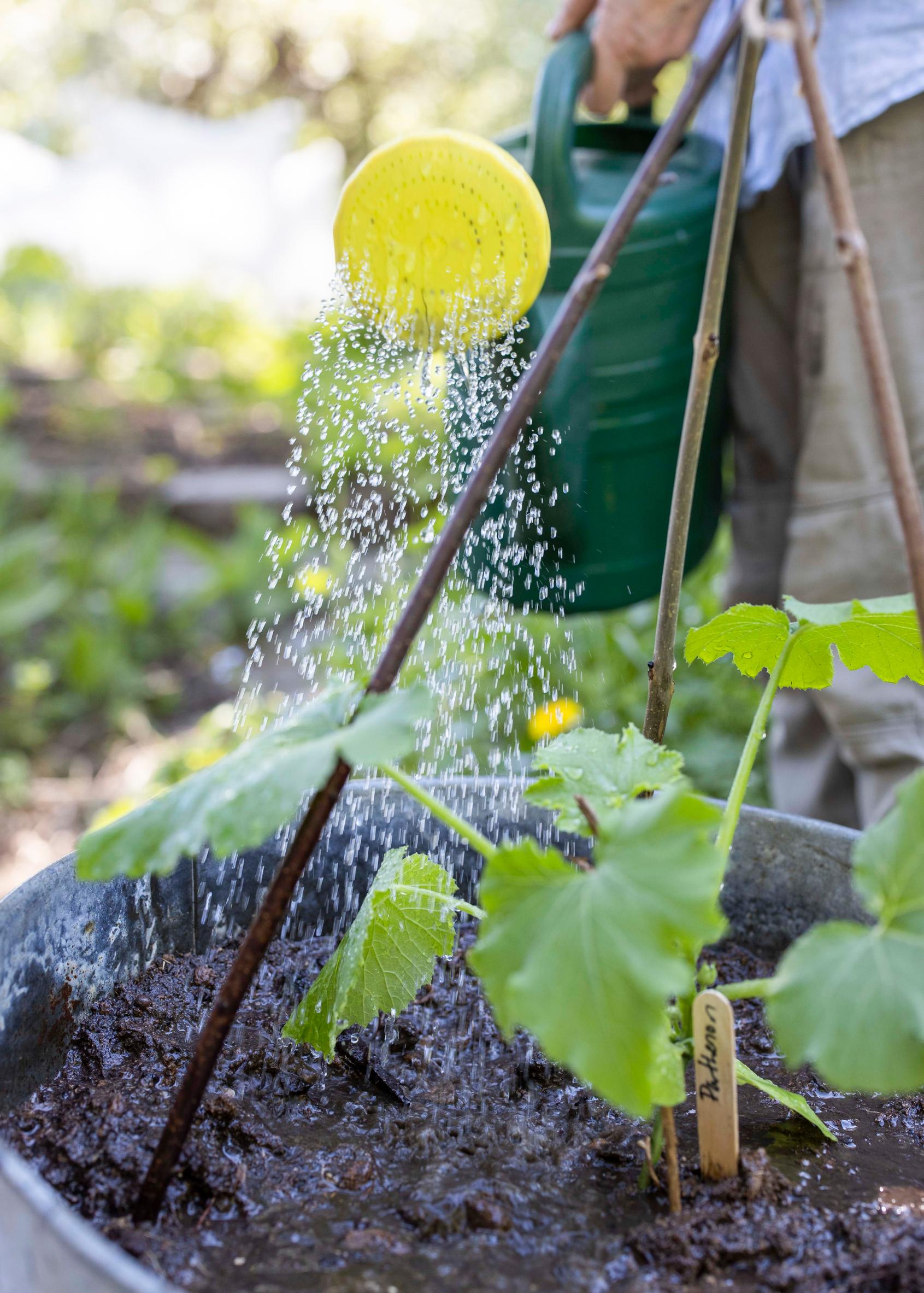 Growing zucchini in a pot or tub