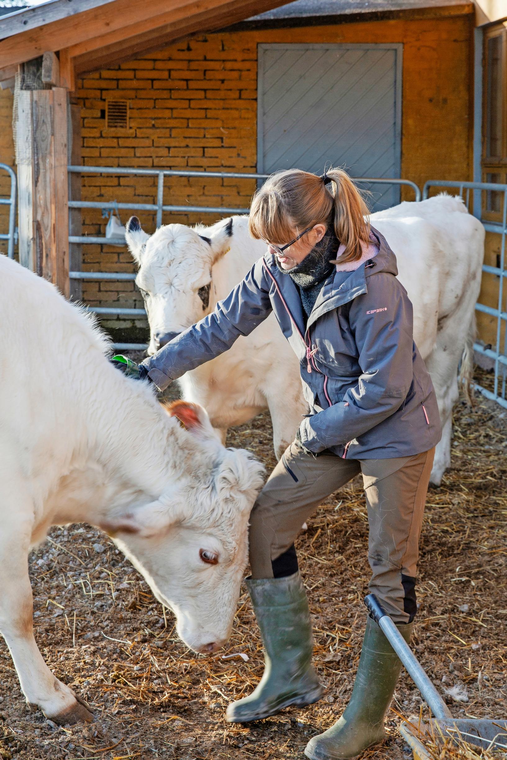 A woman scratching a cow’s neck