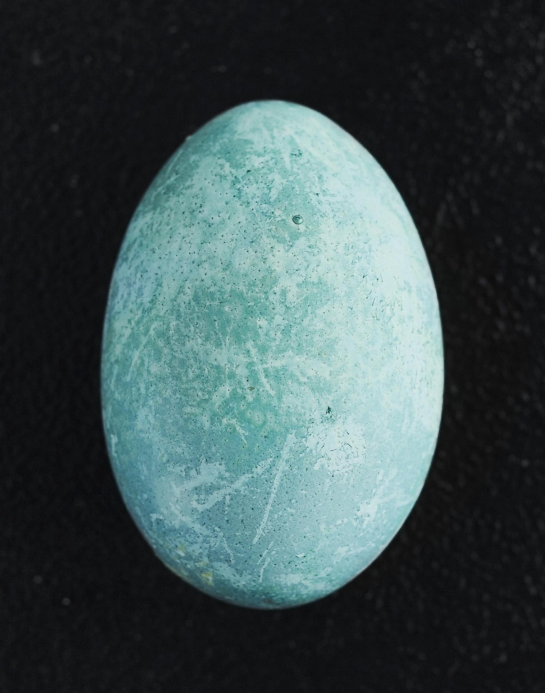 Egg dyed with red cabbage