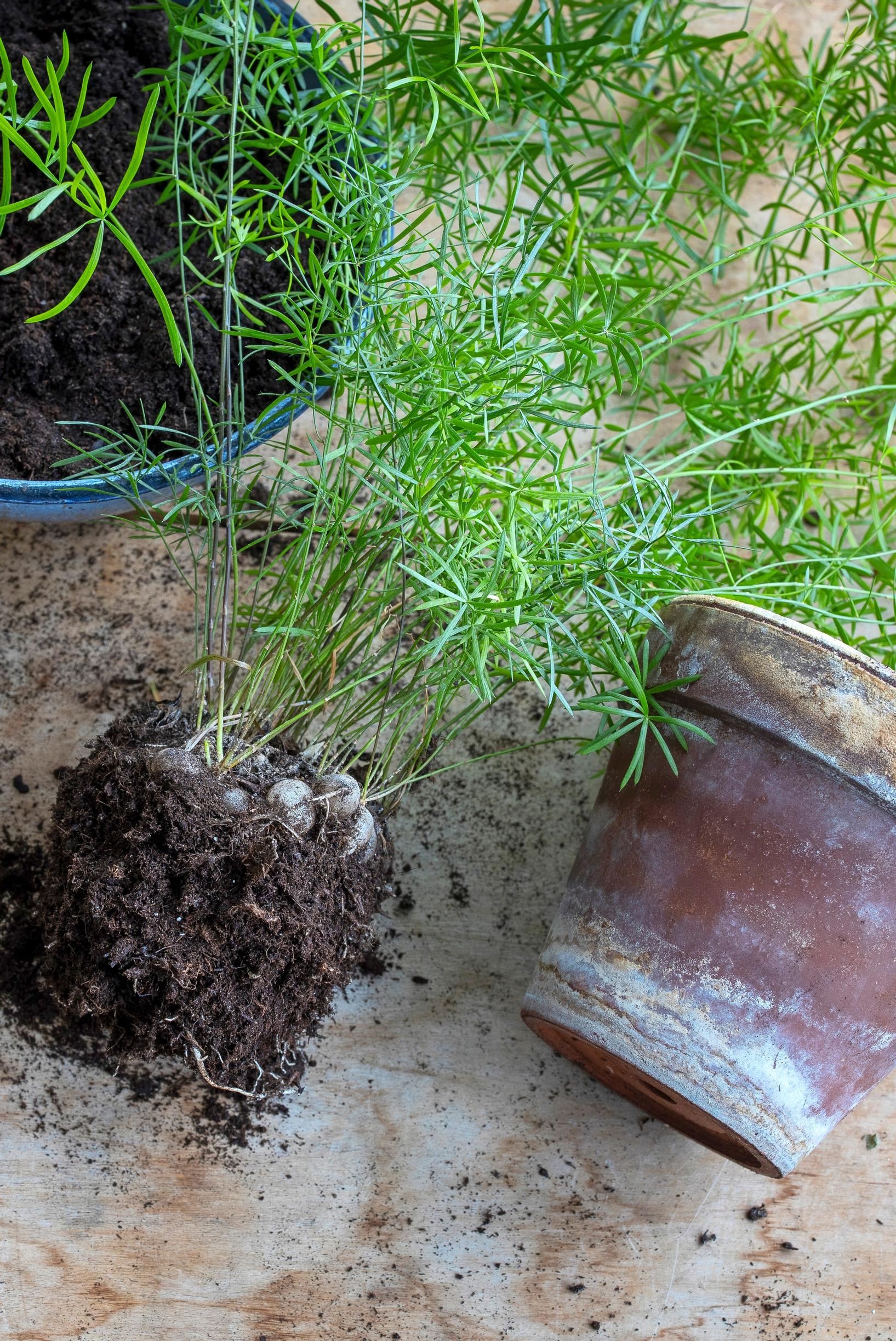 Asparagus fern removed from its pot