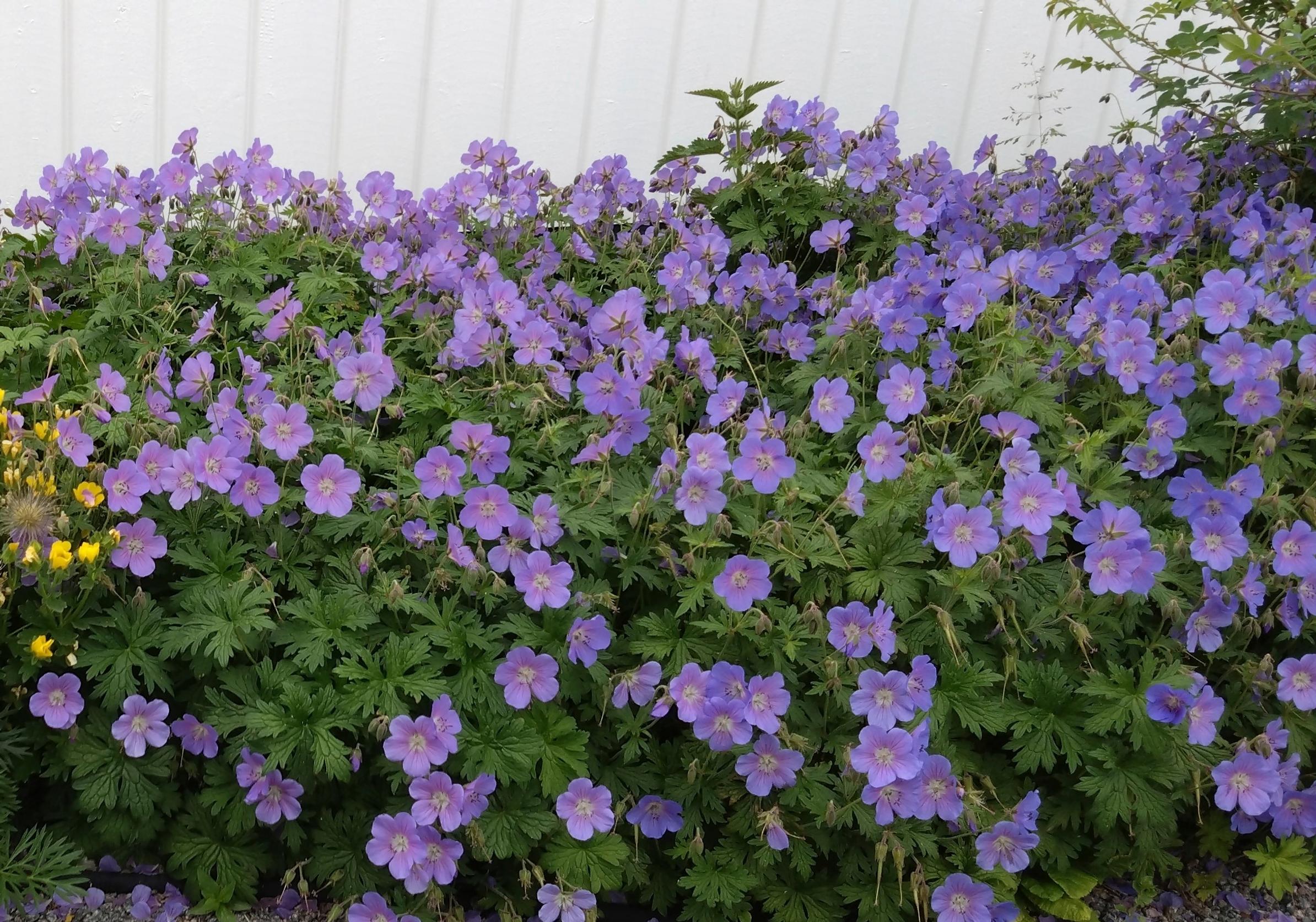 Geranium × magnificum ’Johnson’s Blue’
