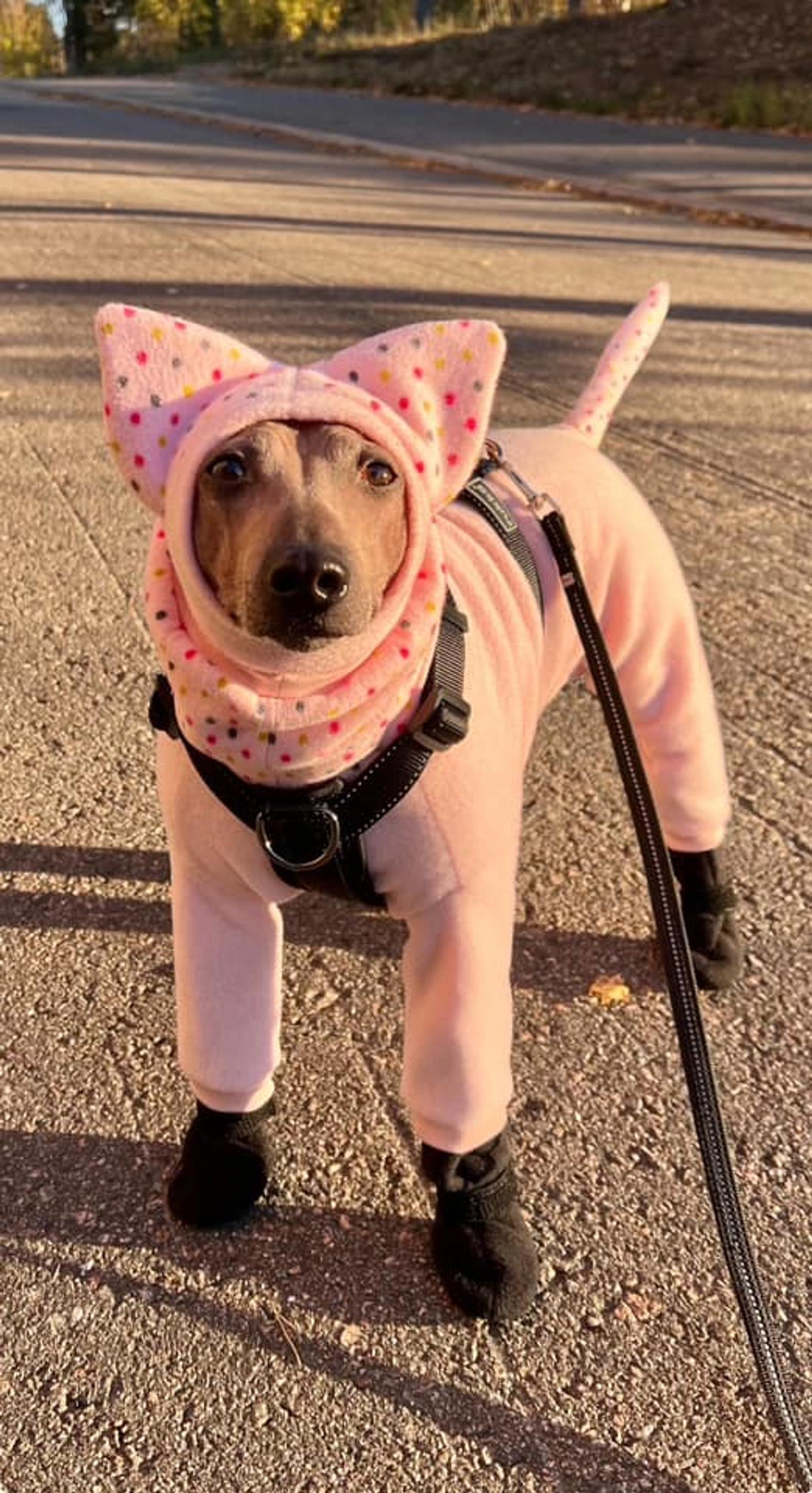 Pipsa the dog in a light pink fleece outfit covering from ears to tail tip.