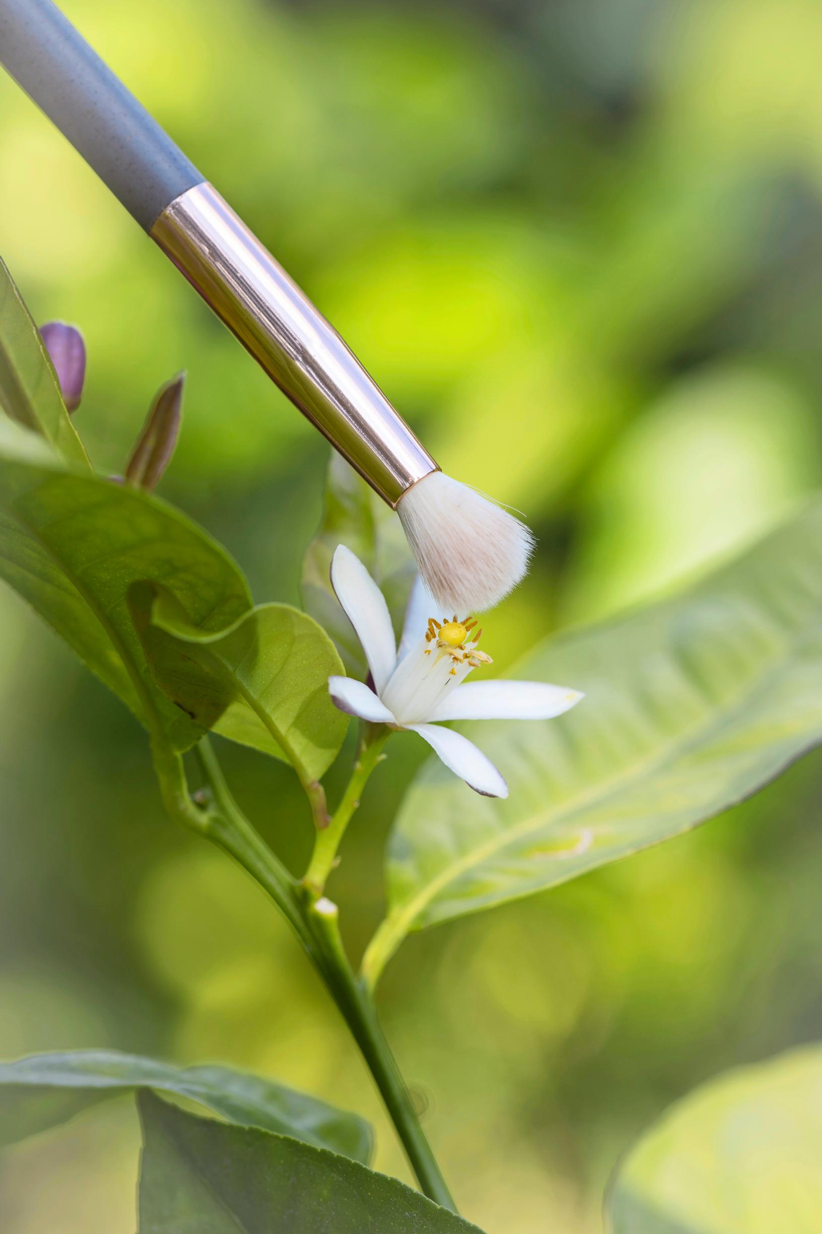 Pollinating a citrus tree with a paintbrush