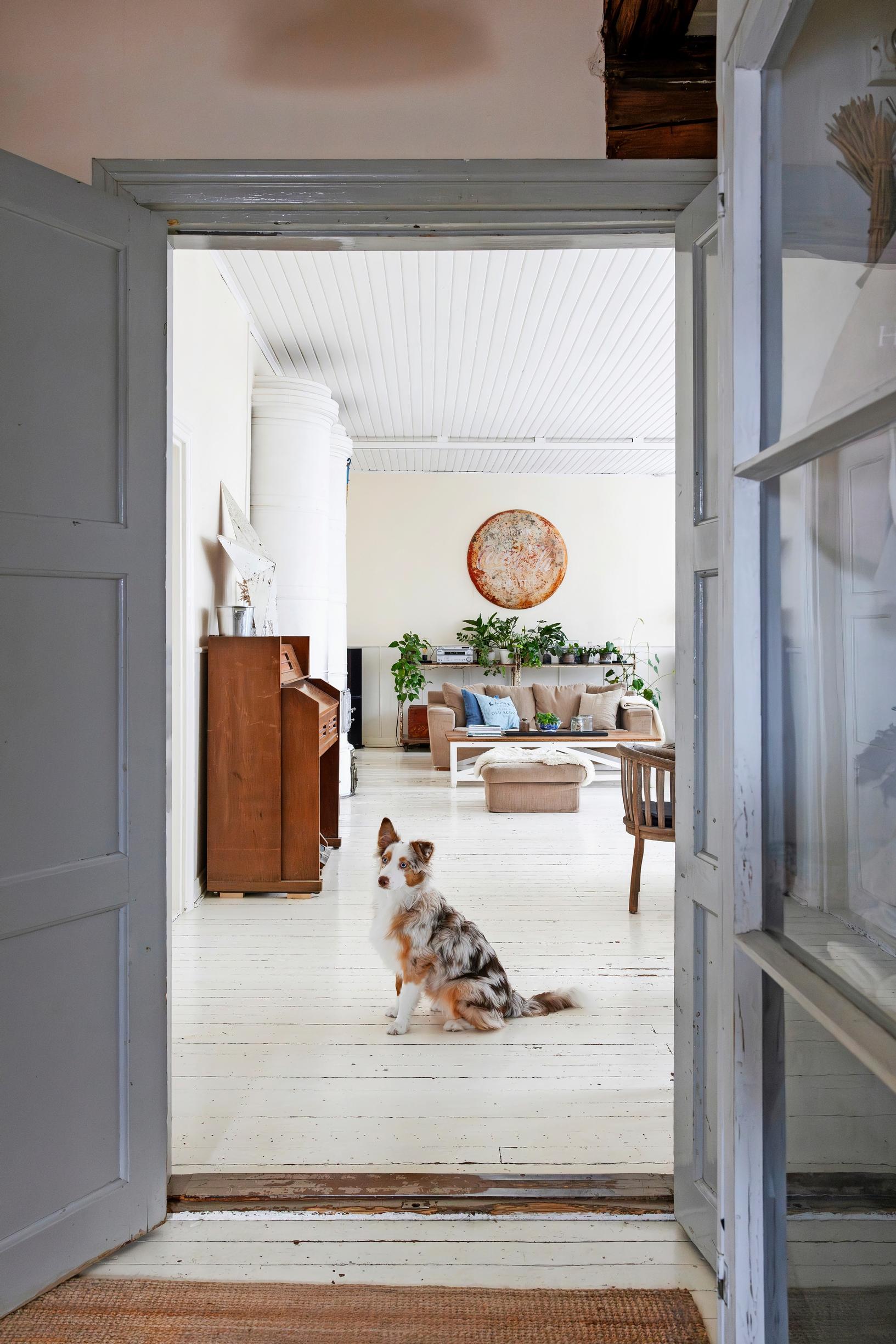 A dog sitting on the floor