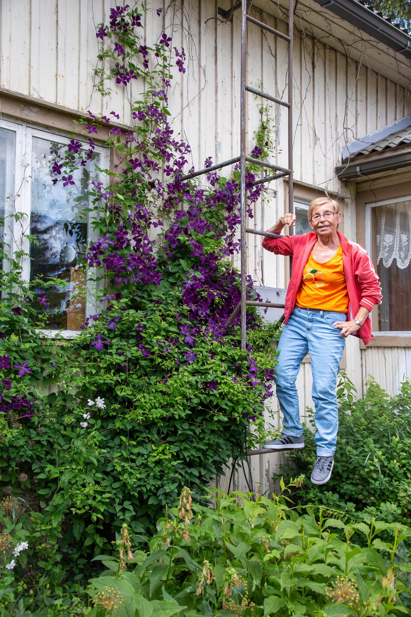 In the background, along the wall of her wooden house, the ornamental viticella clematis ‘Polish Spirit’ is blooming behind Merja Salminen.