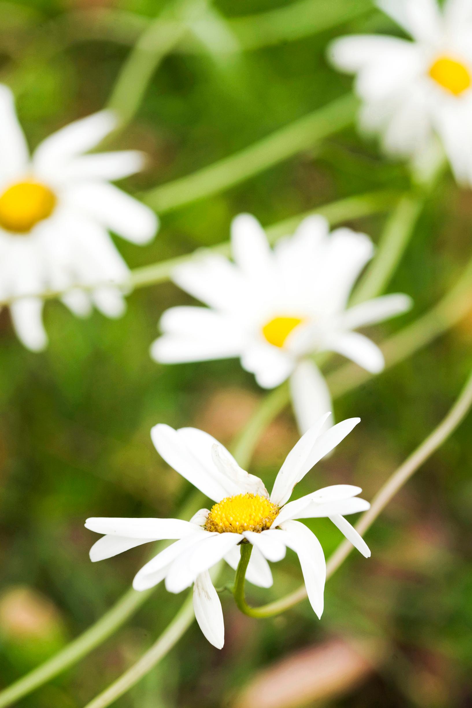 The ox-eye daisy is a familiar wild plant.