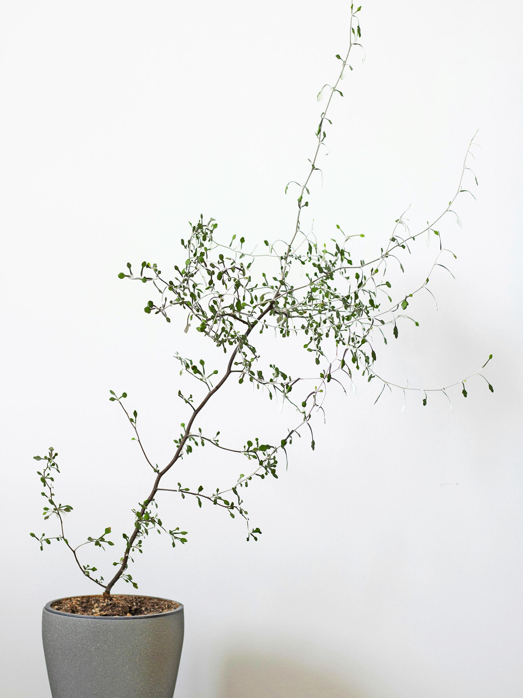 Wire-netting bush struggles in dry indoor air—here's how to help yours through winter with cuttings