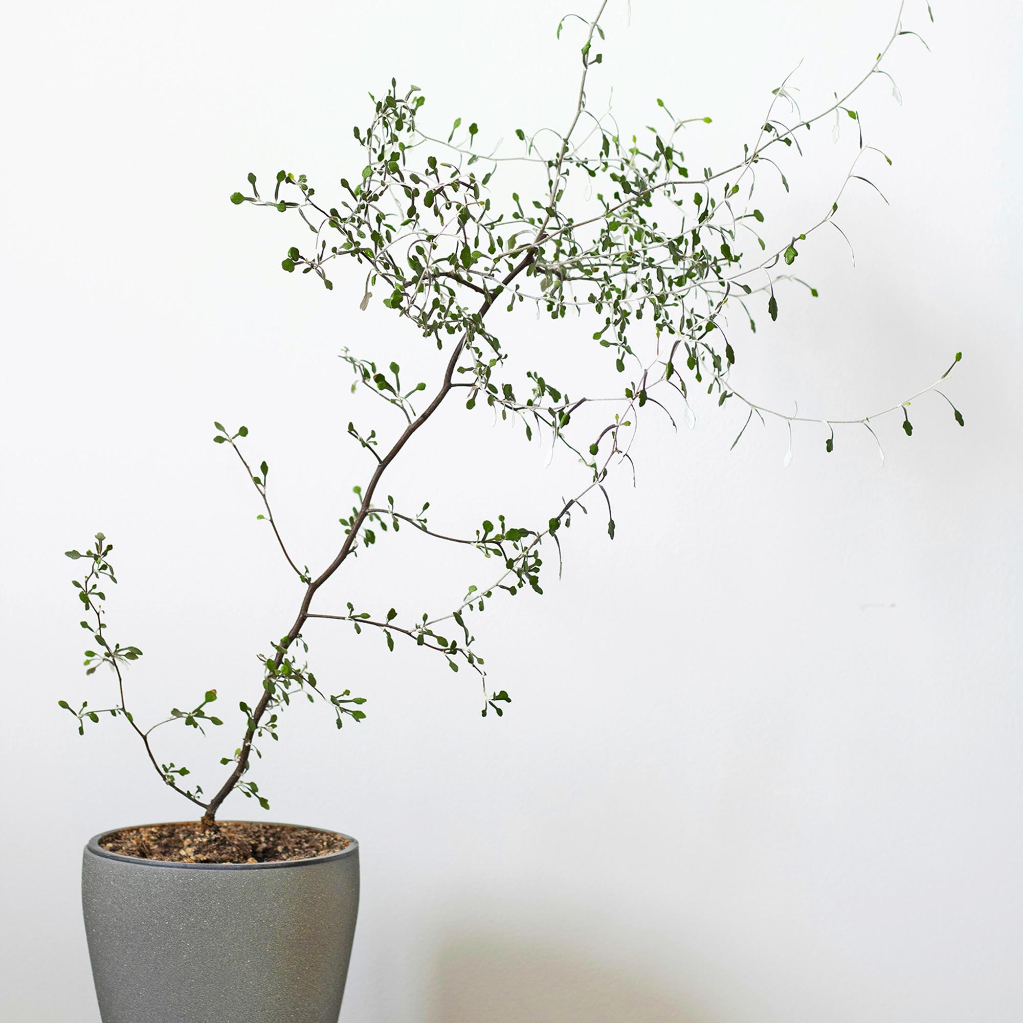 Wire-netting bush struggles in dry indoor air—here's how to help yours through winter with cuttings