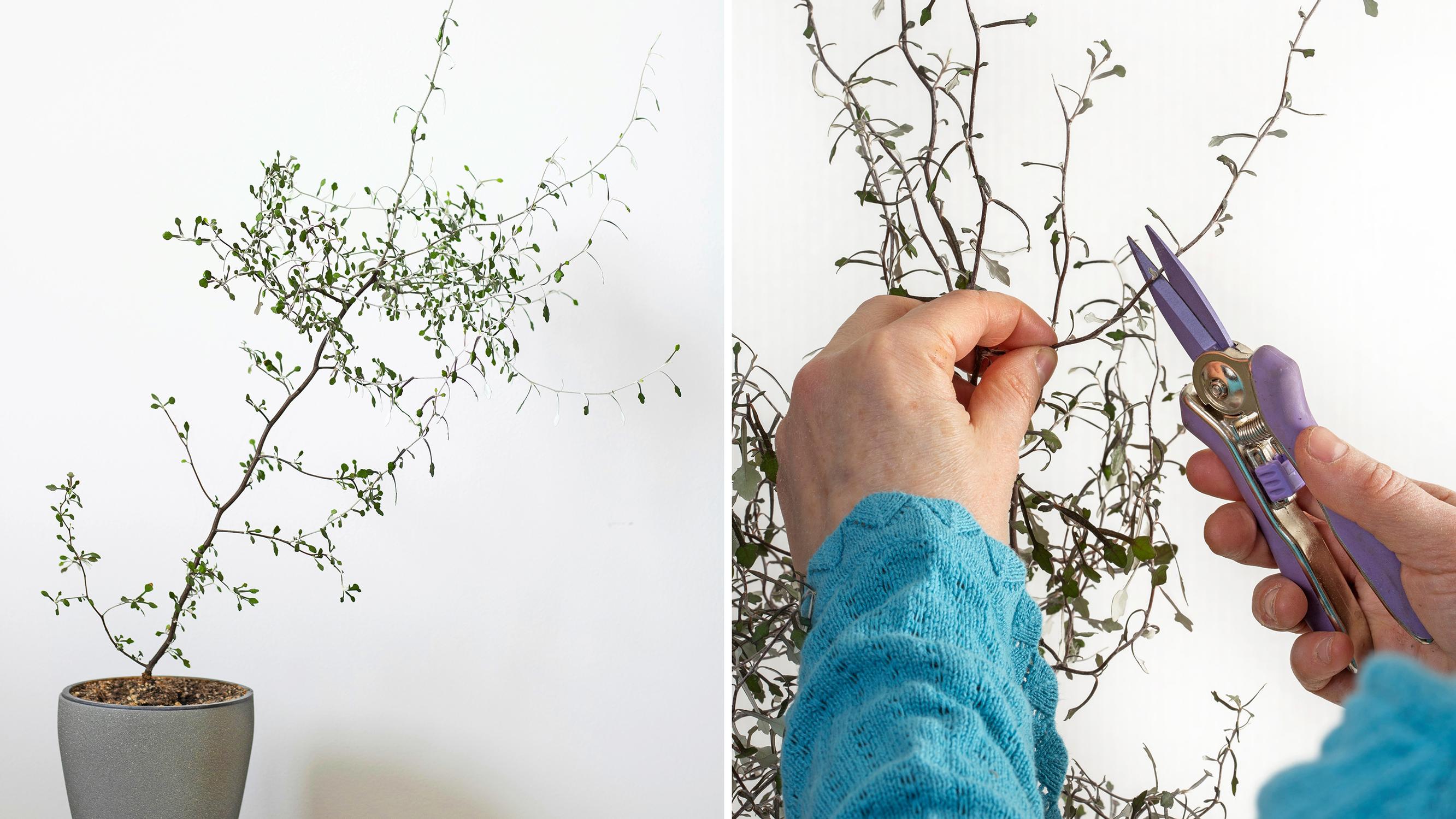 Wire-netting bush struggles in dry indoor air—here's how to help yours through winter with cuttings