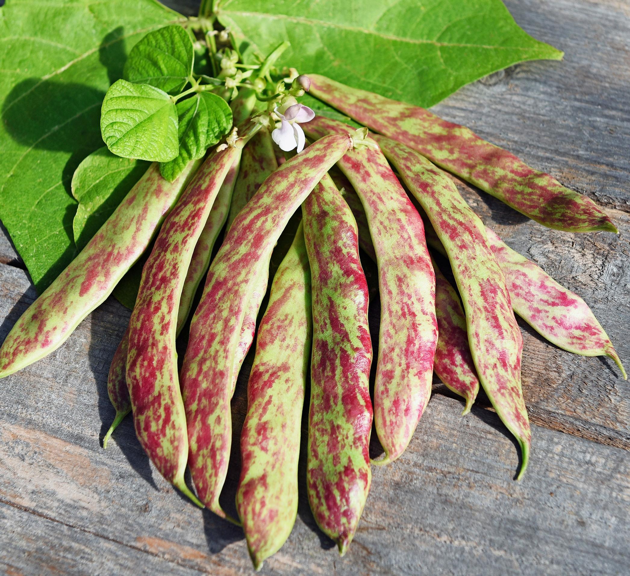 Bean varieties: pole bean ’Borlotto Linqua di Fuoco 2’