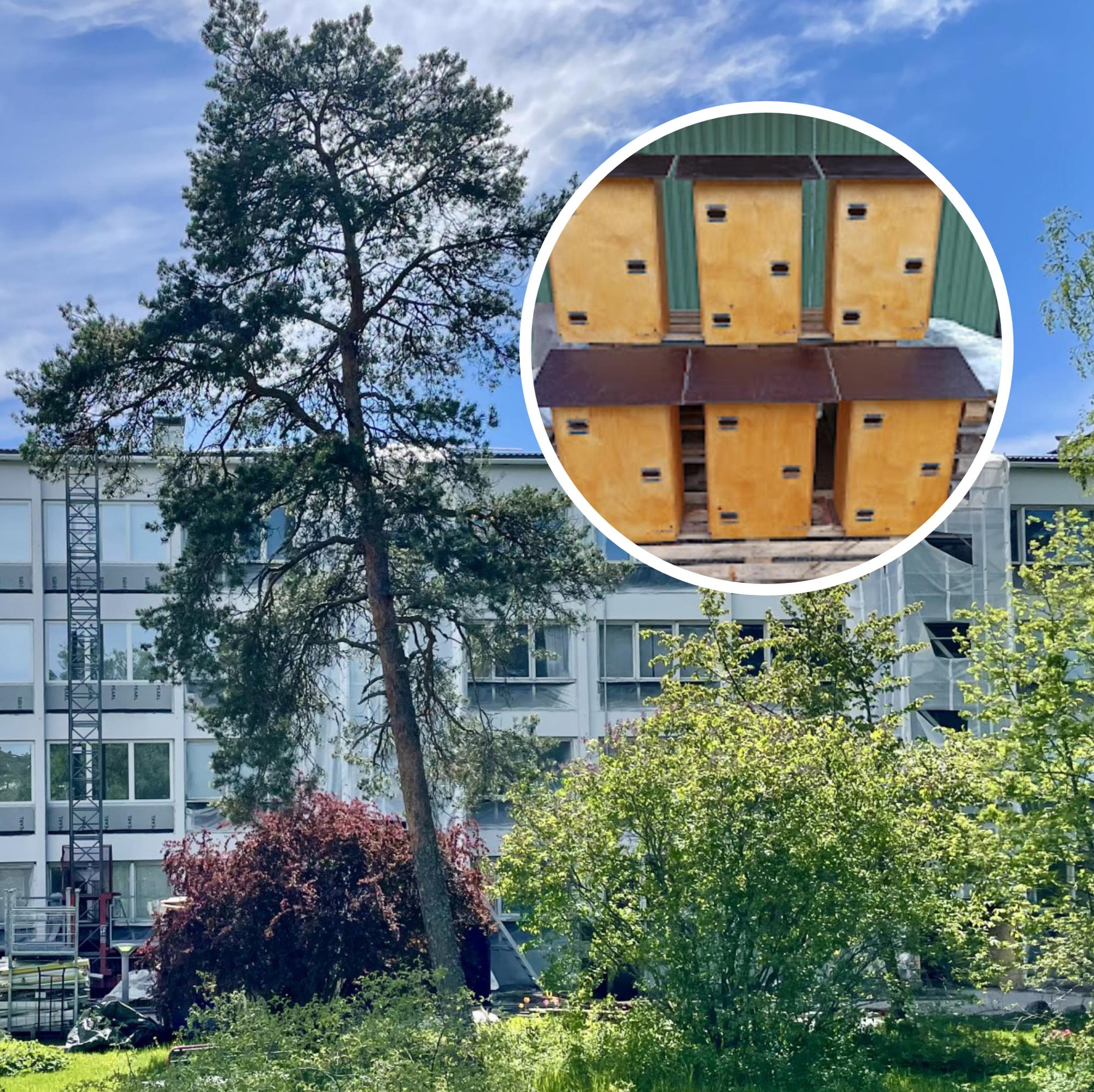 A surprising renovation in Helsinki: 223 homes for people—and 18 homes for swifts! 