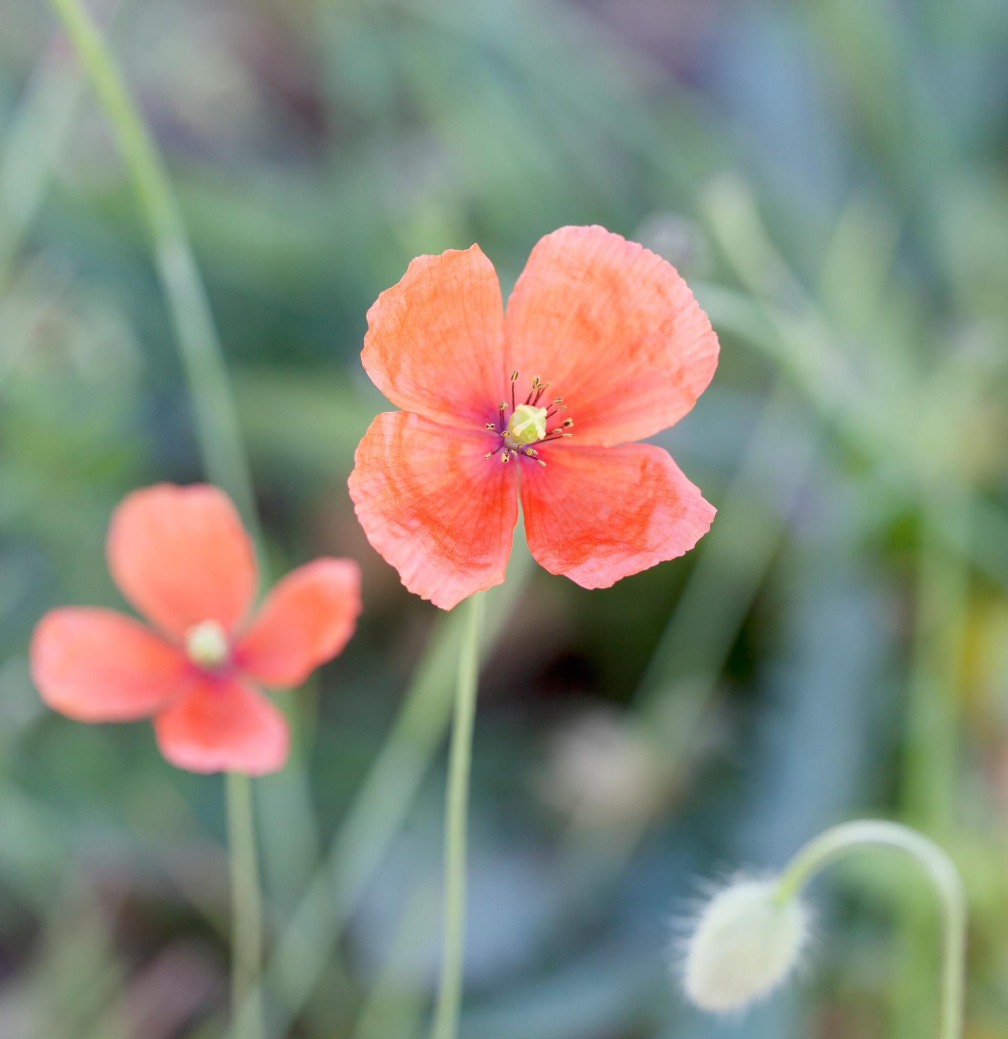 Long-headed poppy