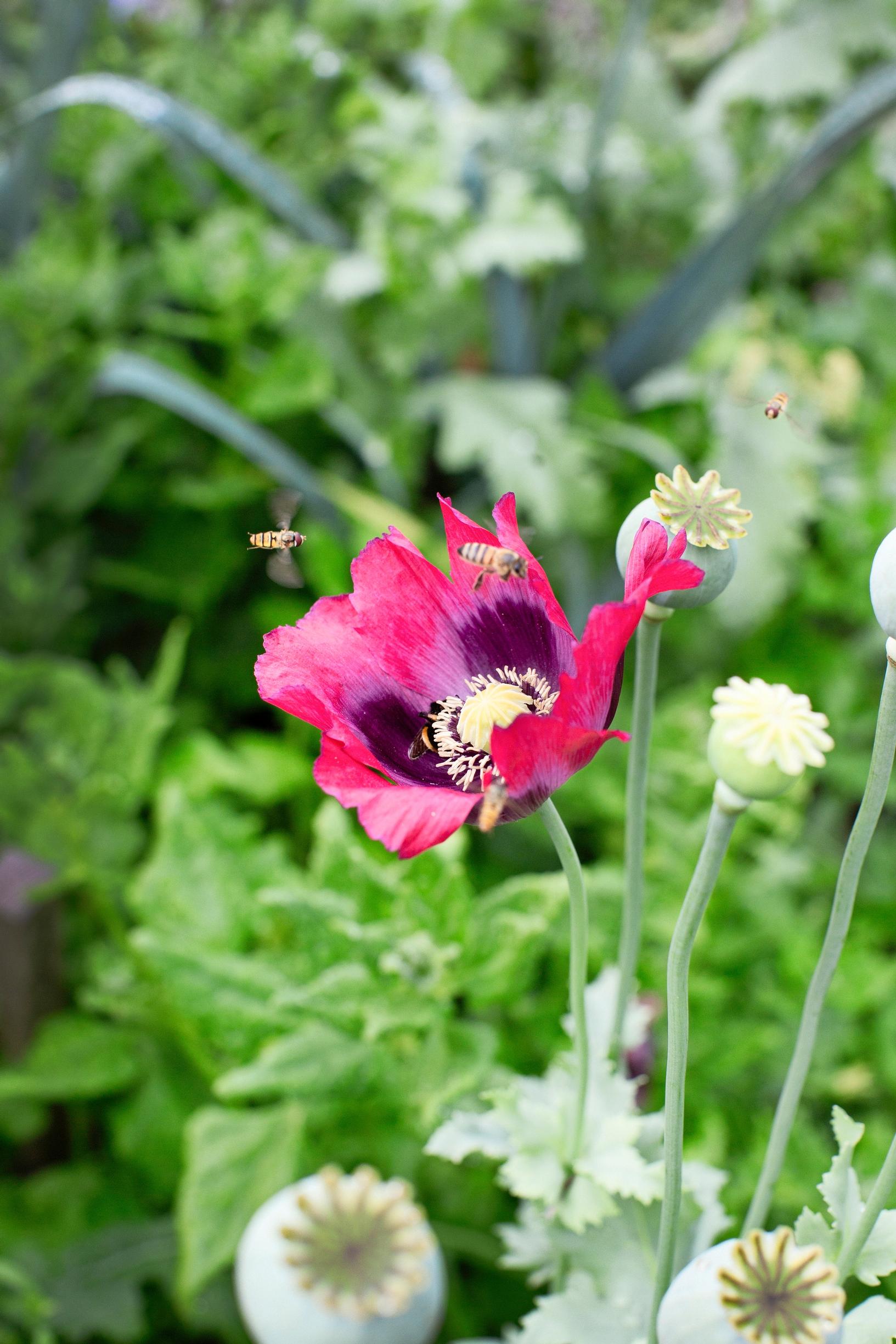 Opium poppy ‘Stig’