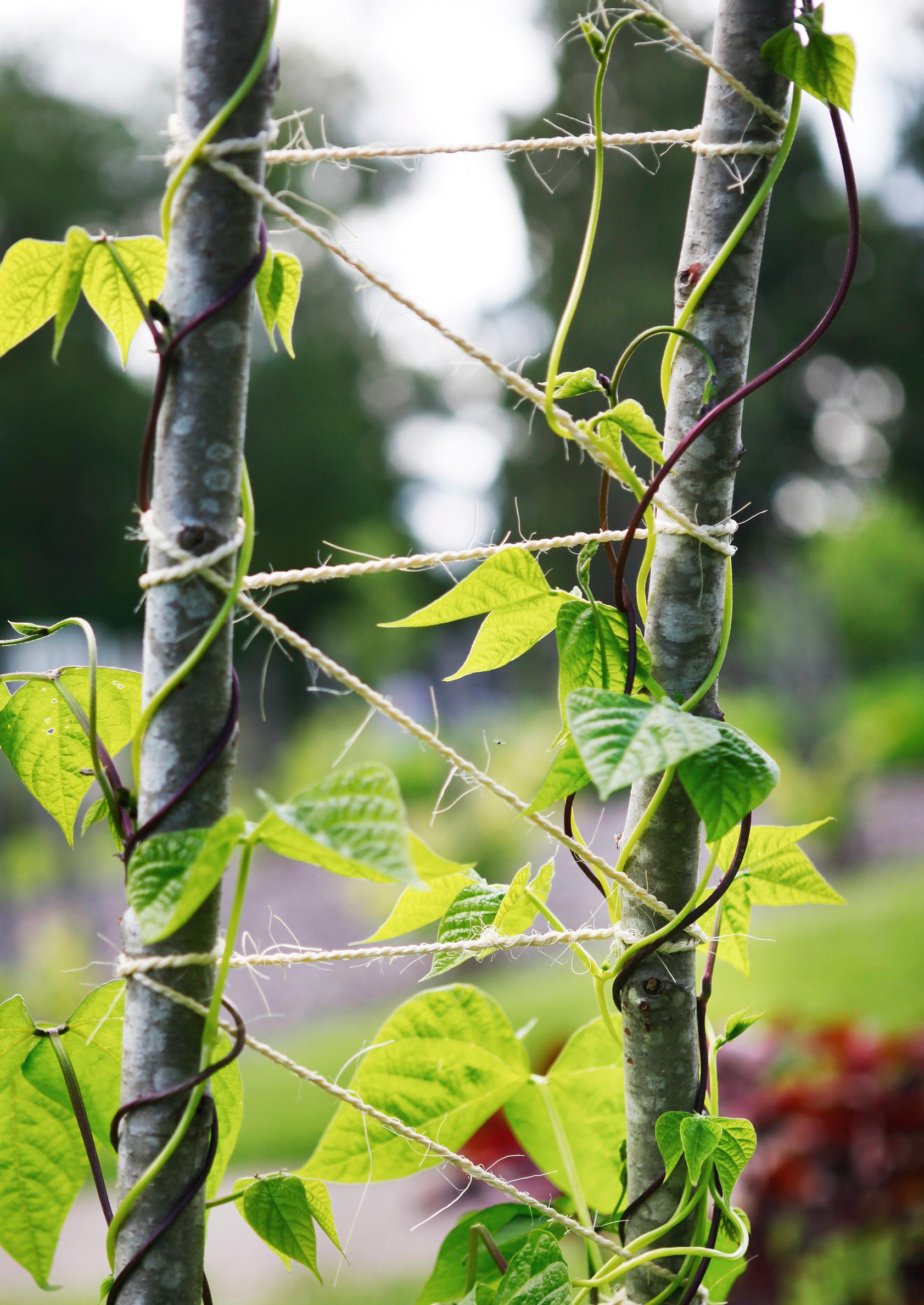 Support for climbing plants: Vine support made from sticks