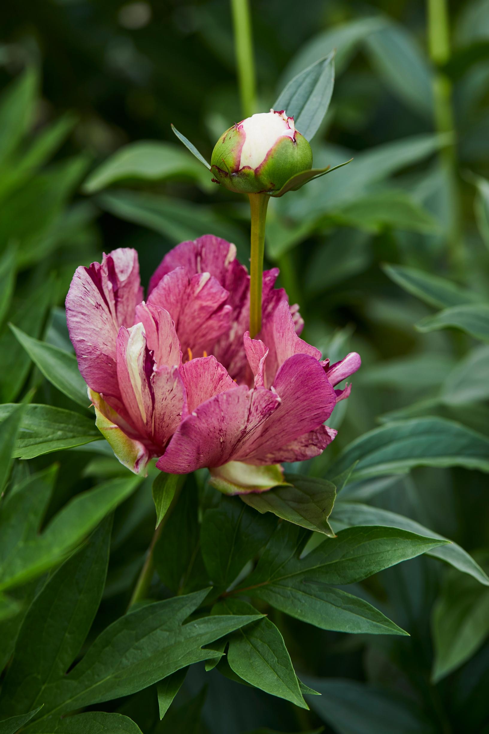 ‘Anderson’s Kaleidoscope’