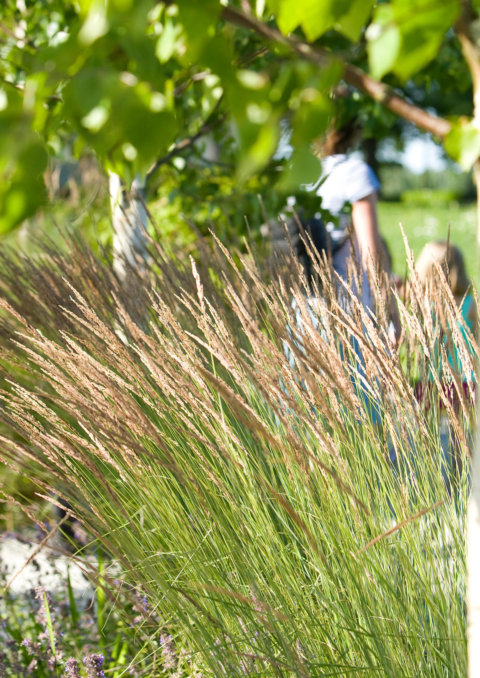 feather reed grass ‘Overdam’