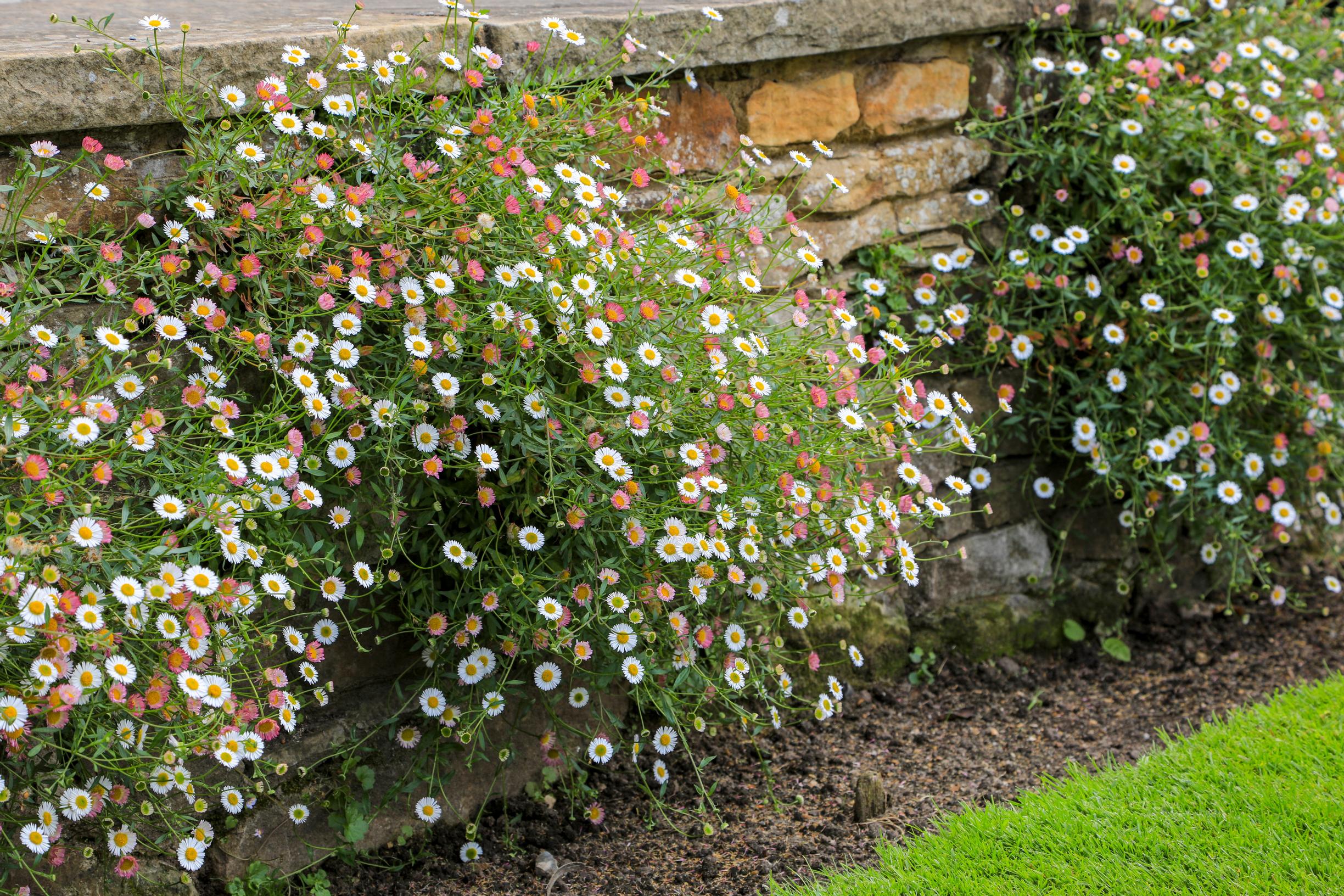 Mexican fleabane